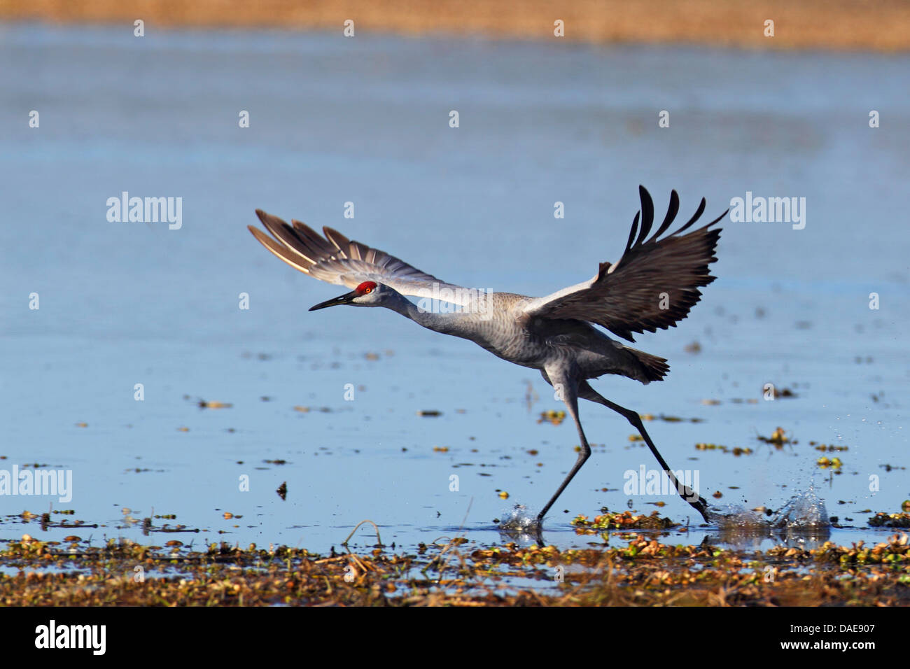 Sandhill Kran (Grus Canadensis), von einem Seeufer, USA, Florida Stockfoto