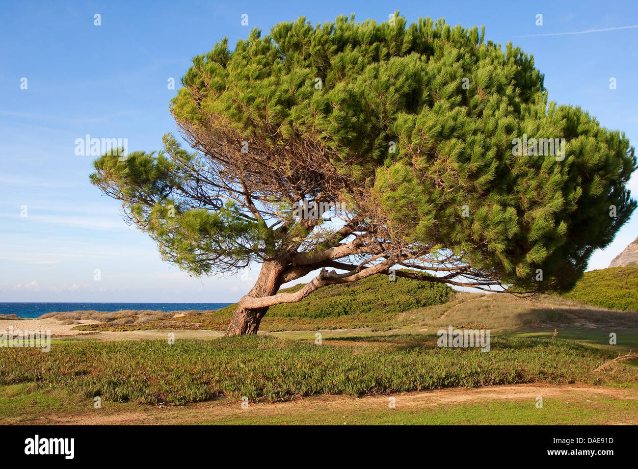 Zirbenholz, italienische Pinie, Schirm-Kiefer (Pinus Pinea),  windgepeitschten Regenschirm Pinien am Strand, Italien Stockfotografie -  Alamy