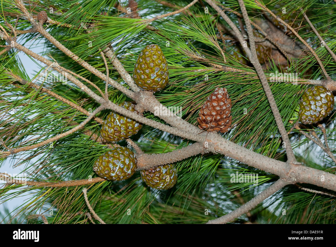 Kiefer, italienische Stein Stein Kiefer, Schirm-Kiefer (Pinus Pinea), Zapfen, auf einem Ast, Italien Stockfoto