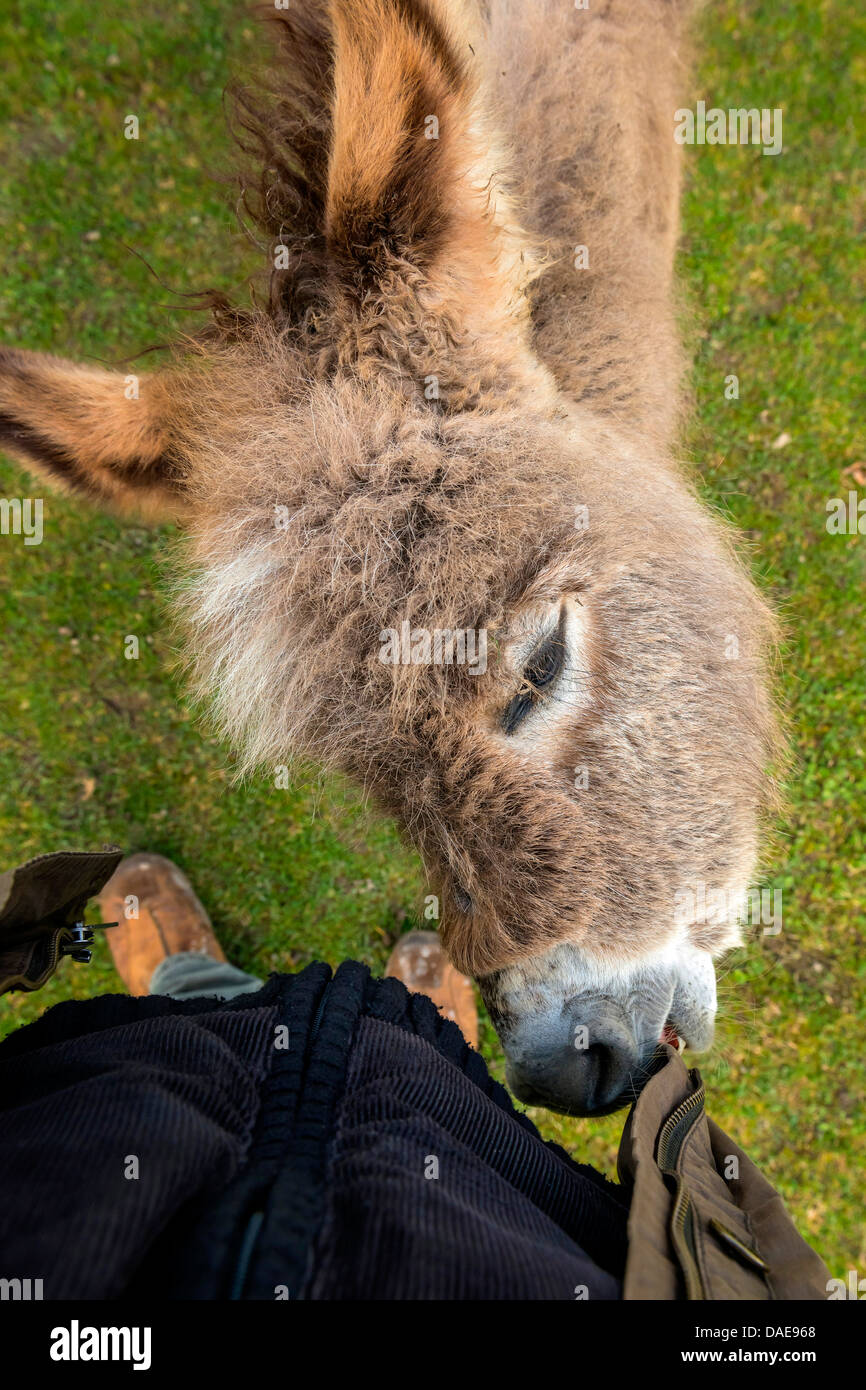 inländische Esel (Equus Asinus F. Asinus), Fohlen auf einer Wiese an die Fotografen Jacke, Deutschland, North Rhine-Westphalia knabbern Stockfoto