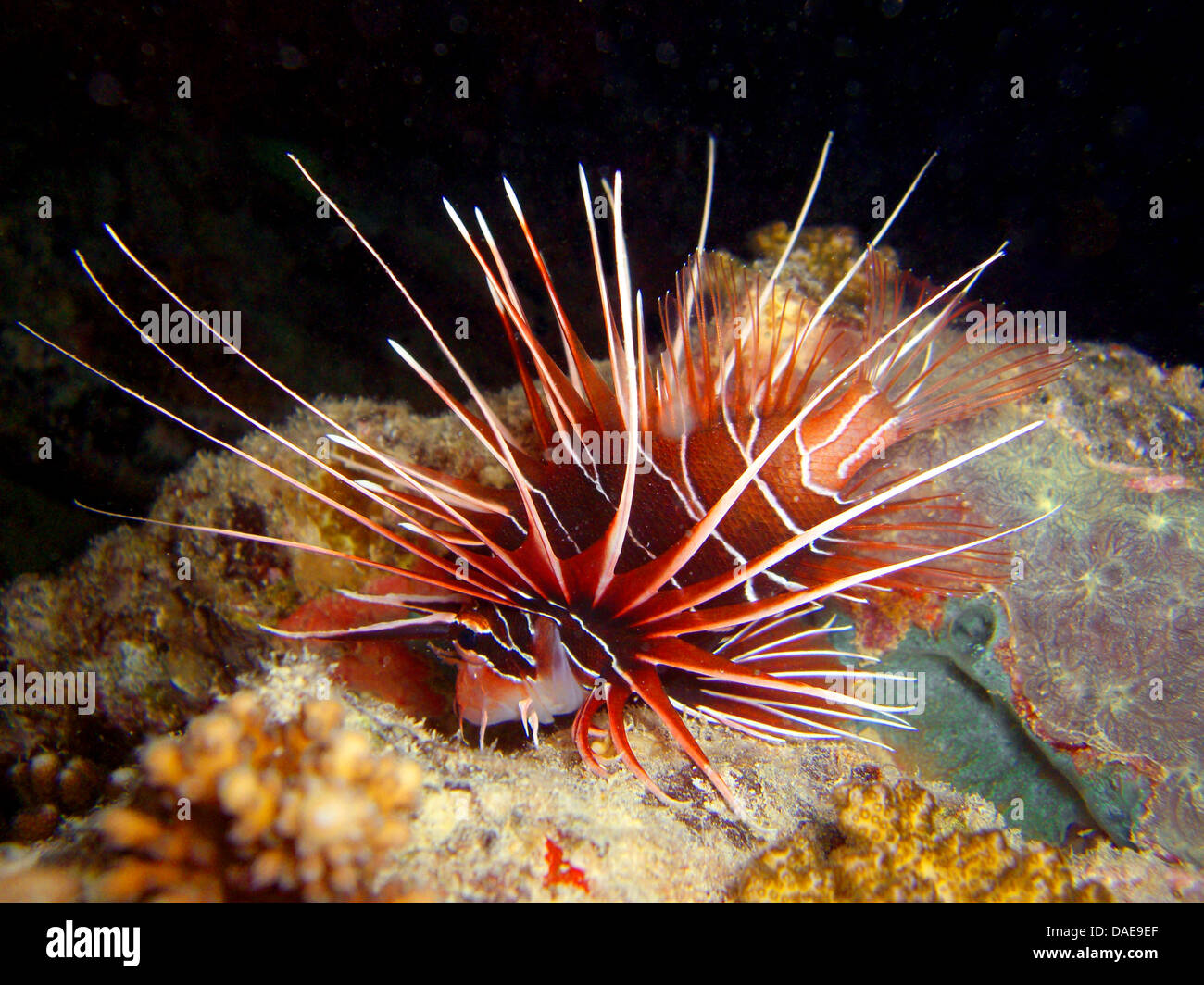 radiale Firefish, Longhorn Firefish, Clearfin Turkeyfish (Pterois Radiata), auf der Suche nach Essen im Korallenriff, Ägypten, Rotes Meer Stockfoto
