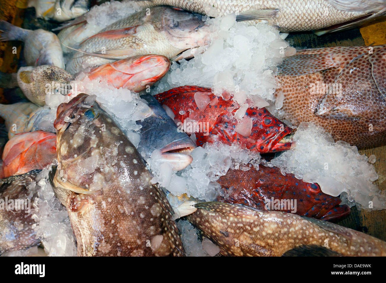 verschiedene Fische auf dem Display an den Fisch zu vermarkten, Ägypten, Hurghada Stockfoto