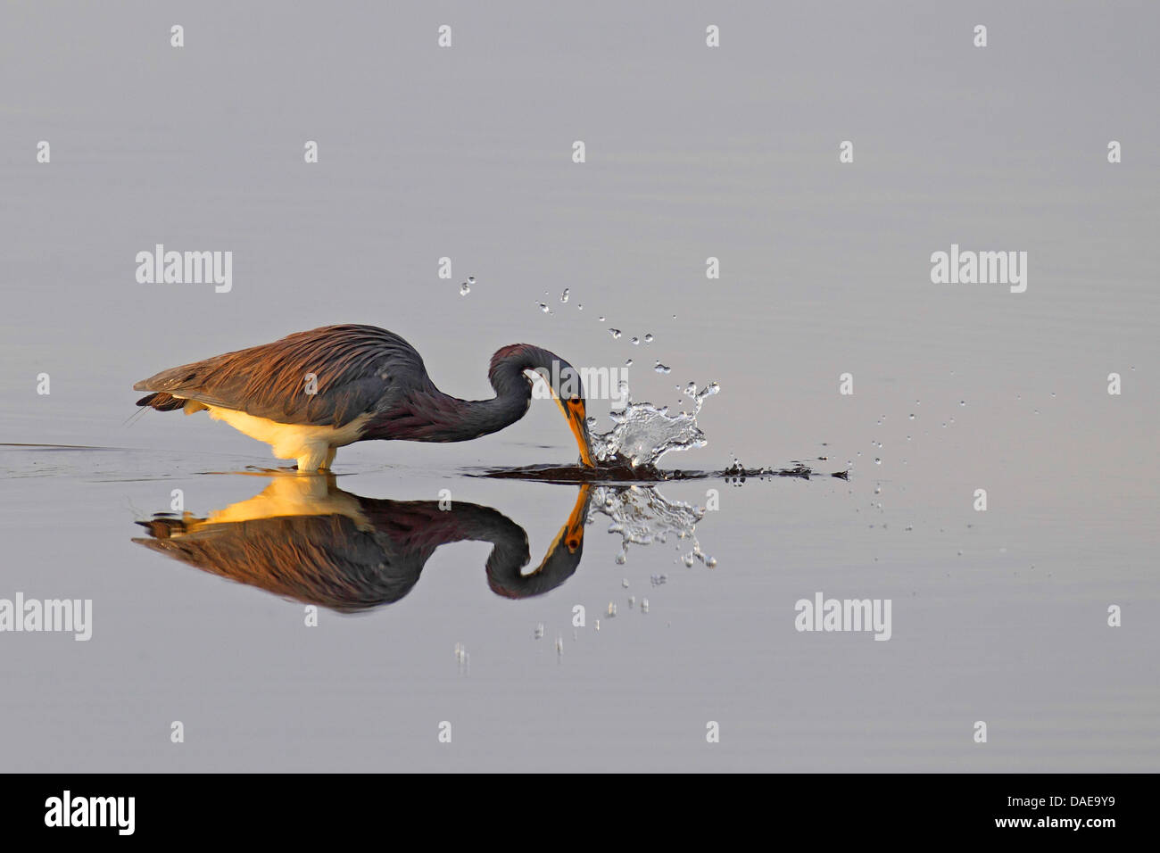 Louisiana Reiher, dreifarbigen Reiher (Egretta Tricolor), fangen eine Fisch, USA, Florida, Merritt Island Stockfoto