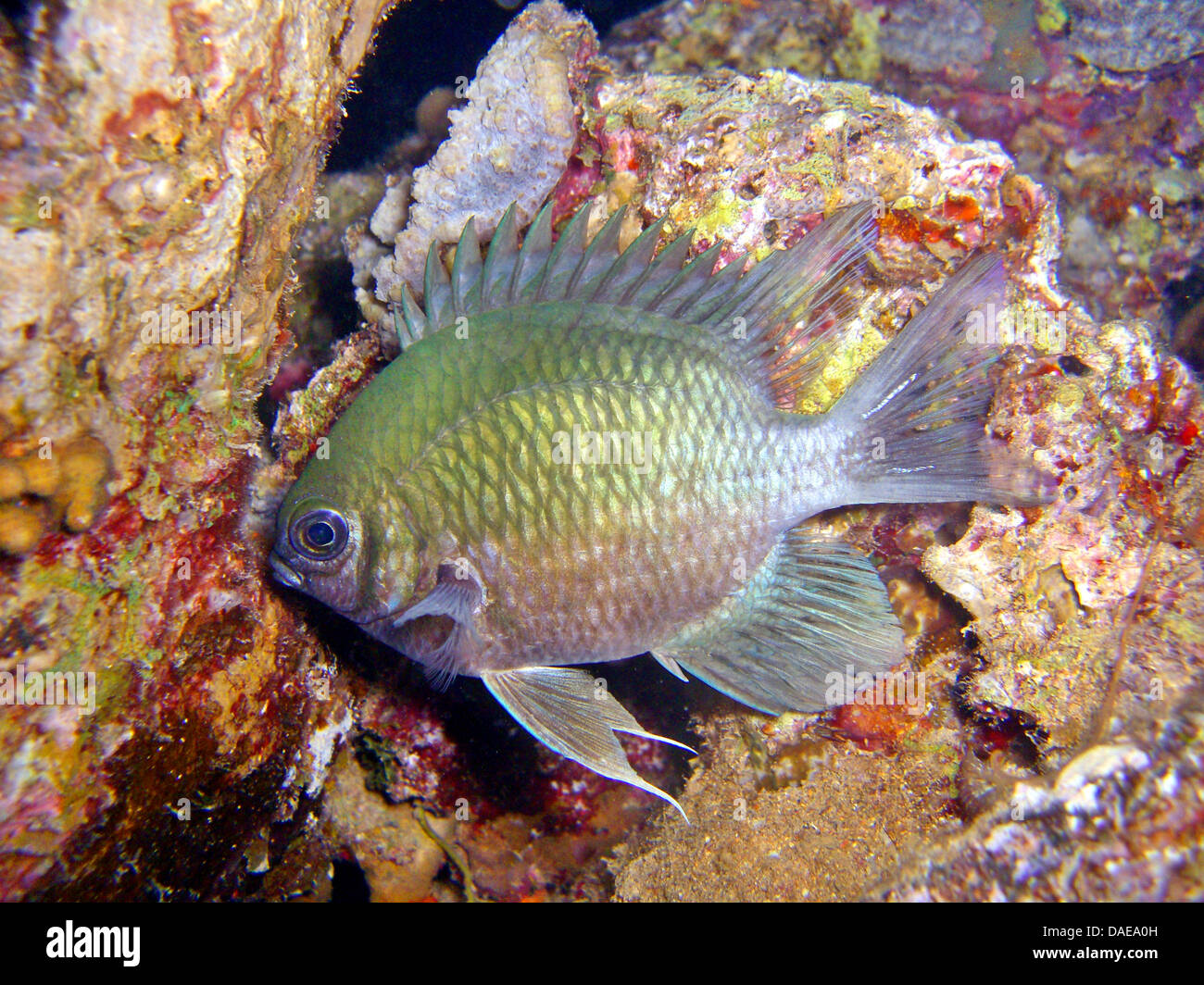 Yellobelly Riffbarsche (Amblyglyphidodon Leucogaster), unter den Felsen, Ägypten, Rotes Meer Stockfoto