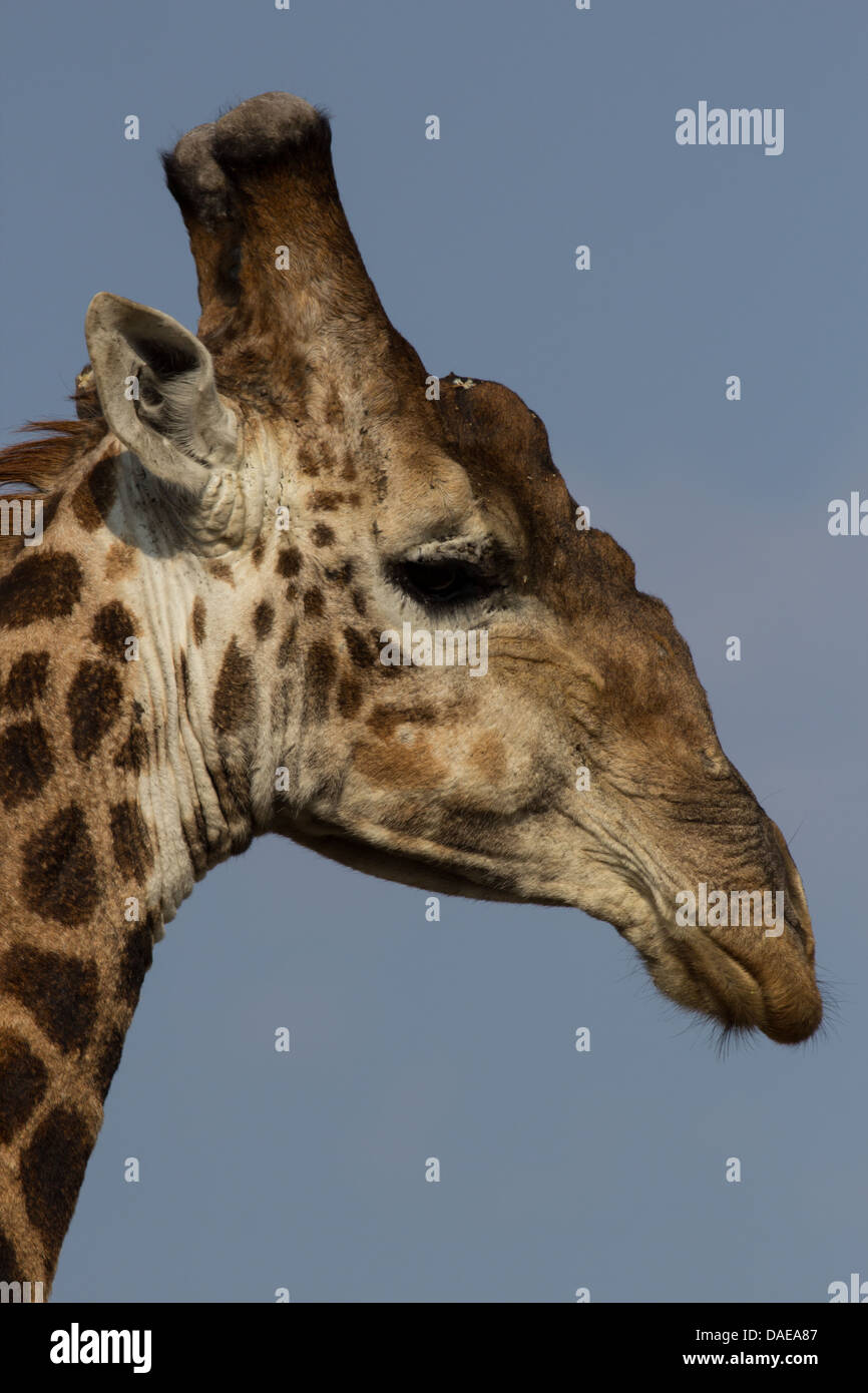 Giraffe, Seite Kopf geschossen, blauer wolkenloser Himmelshintergrund Stockfoto