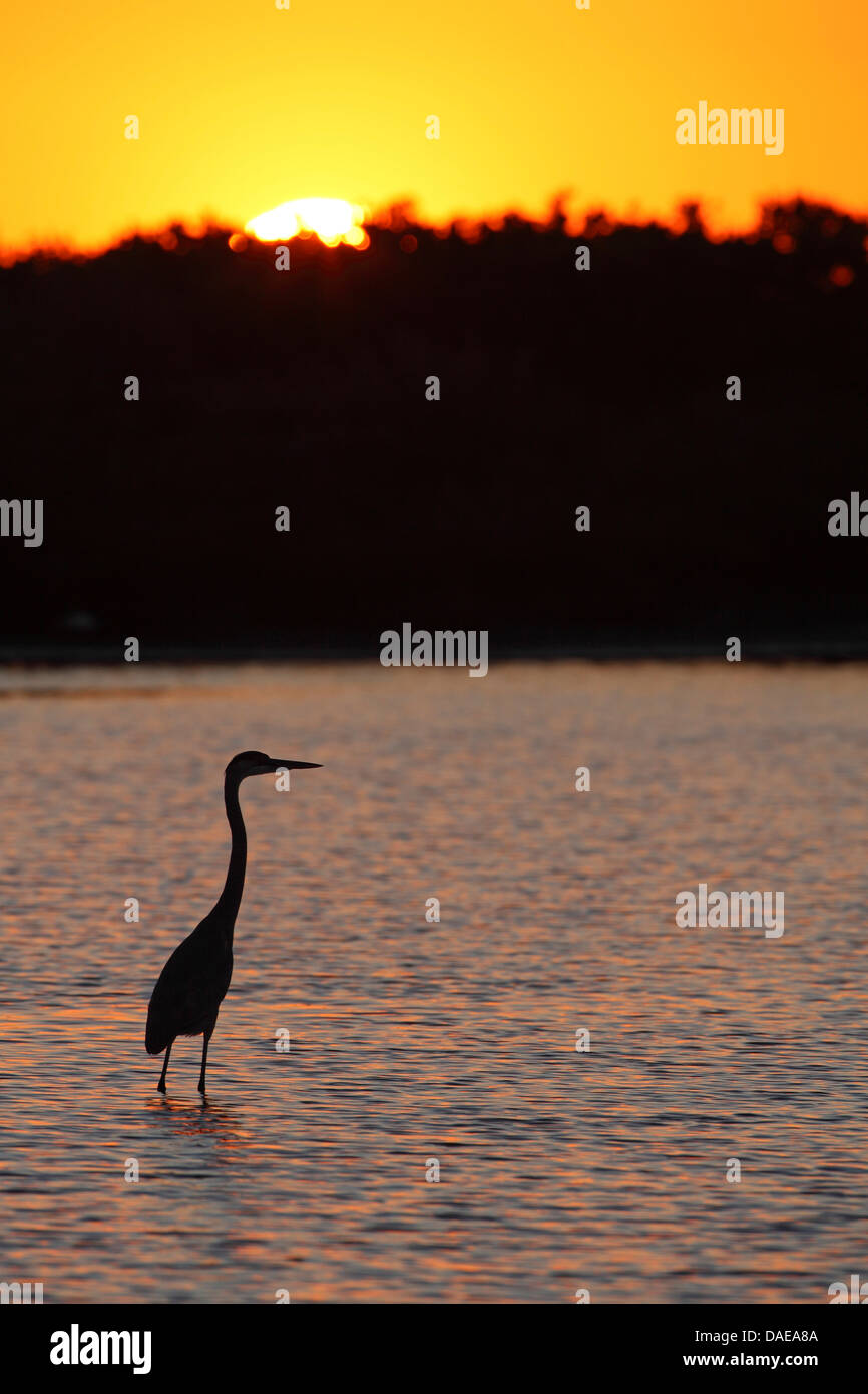 Great Blue Heron (Ardea Herodias), auf Nahrungssuche im flachen Wasser, Sonnenuntergang, USA, Florida, Merritt Island Stockfoto