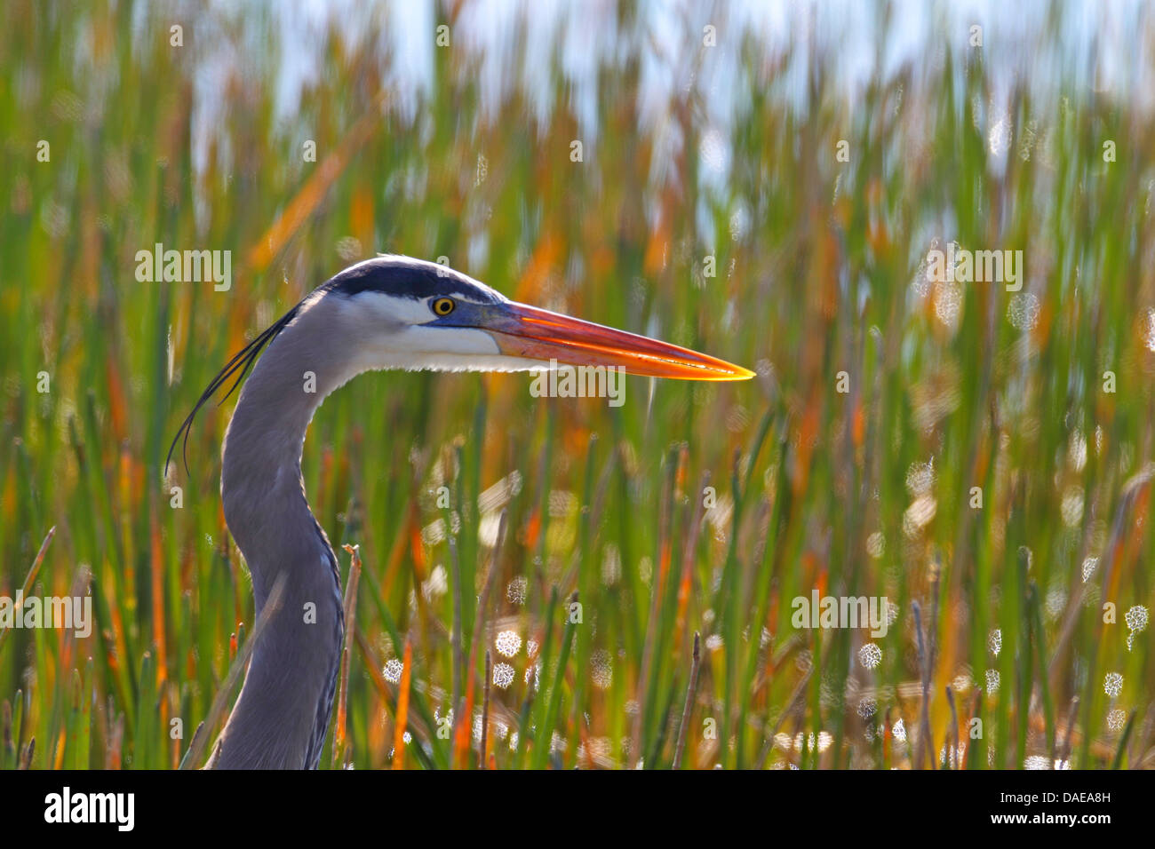 Great Blue Heron (Ardea Herodias), Porträt, USA, Florida Stockfoto