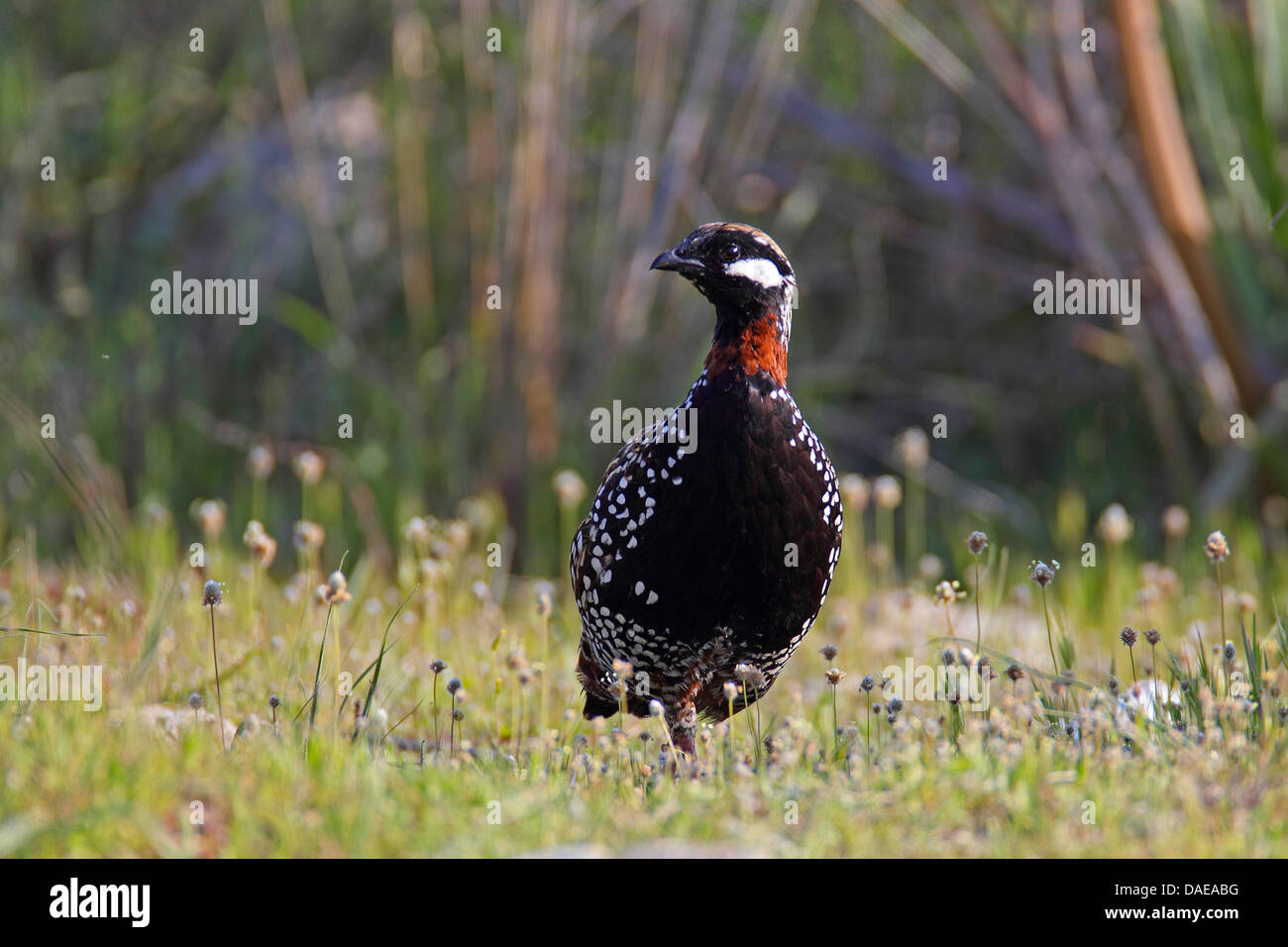 schwarzen Rebhuhn (Francolinus Francolinus), Männlich, Türkei, Birecik Stockfoto