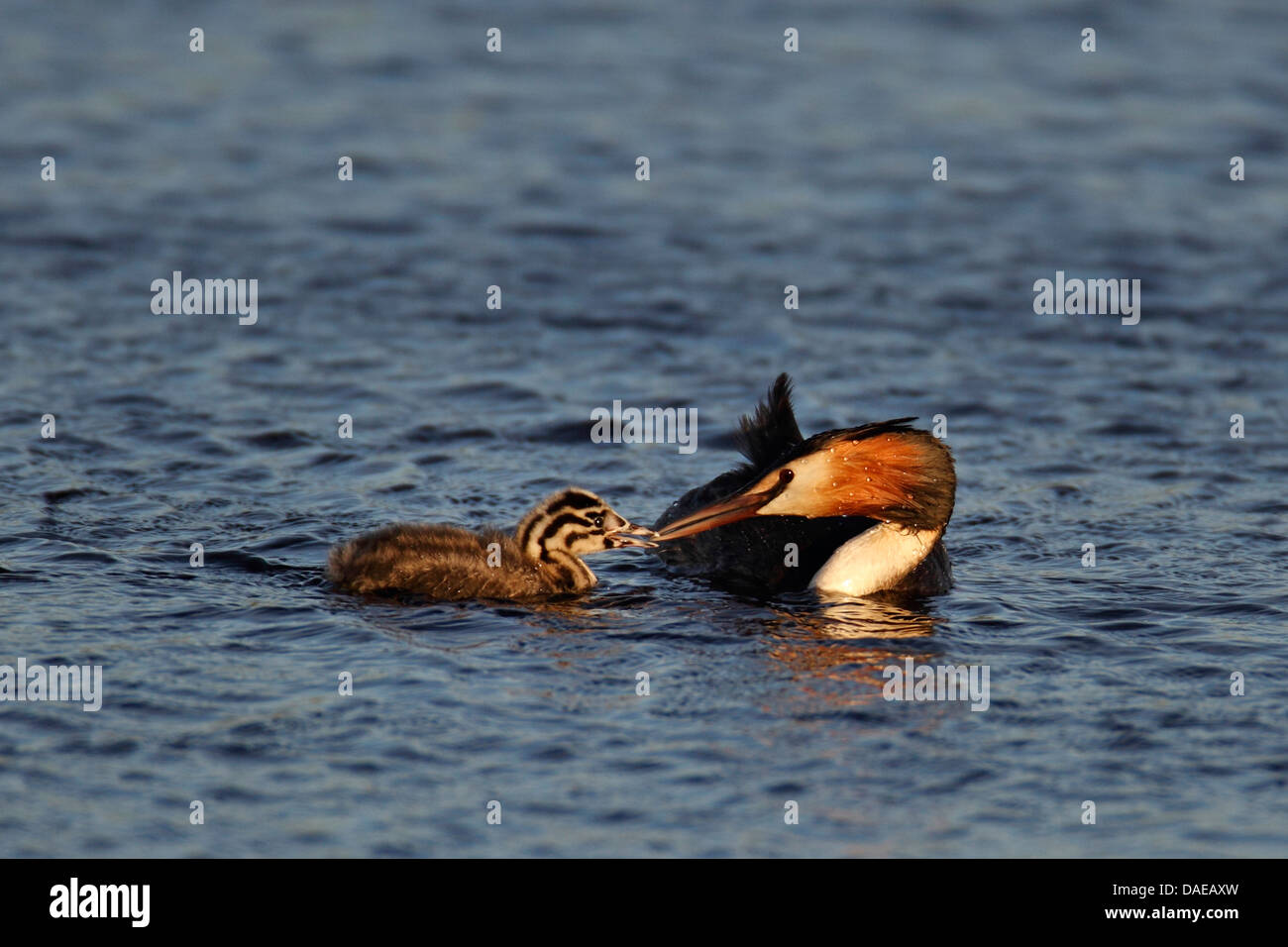 Great crested Grebe (Podiceps Cristatus), ernährt sich Erwachsene Grebe Juvenile, Niederlande, Texel Stockfoto