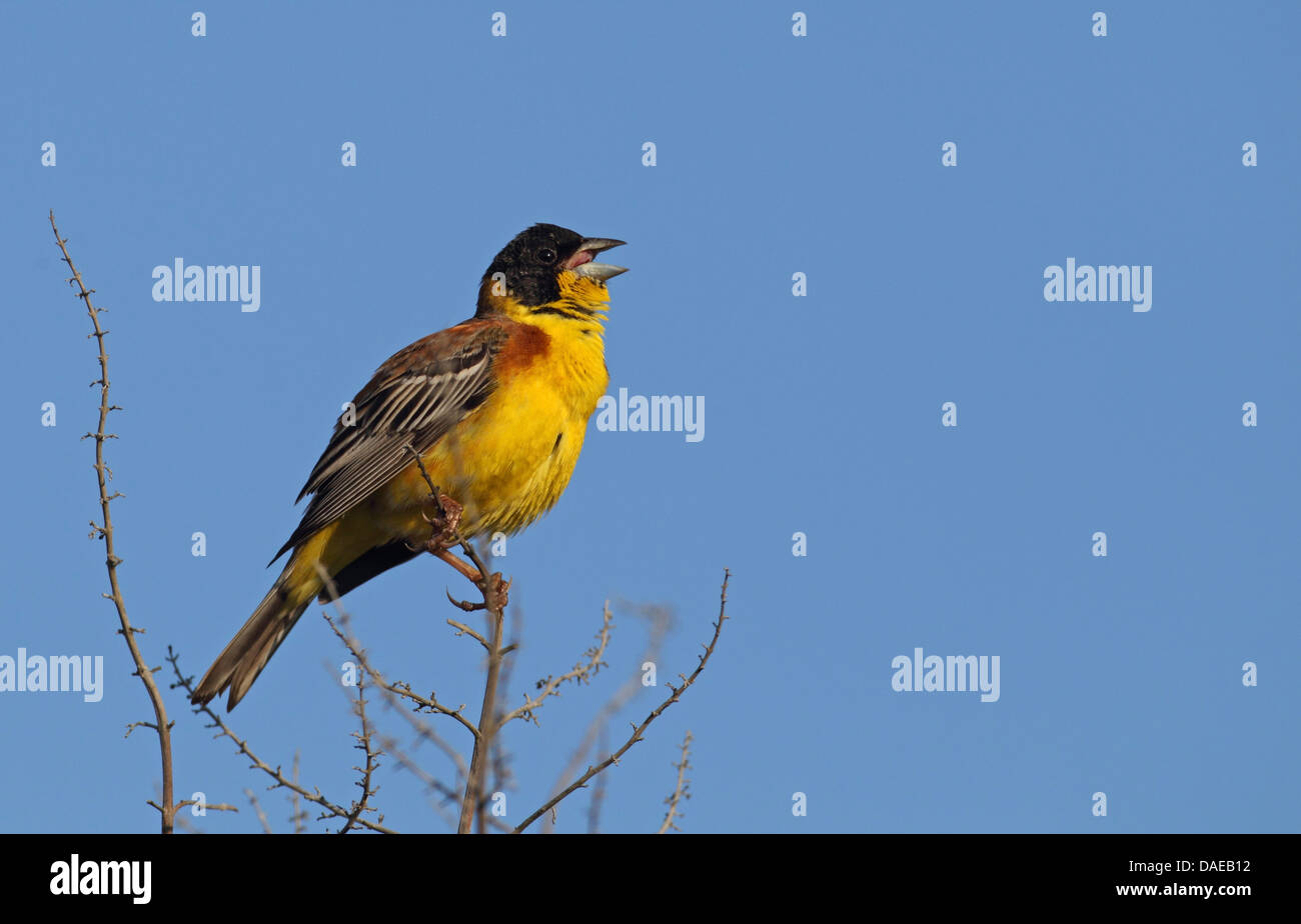 Black-headed Bunting (Emberiza Melanocephala), männlichen Gesang auf einem Zweig, Griechenland, Lesbos Stockfoto