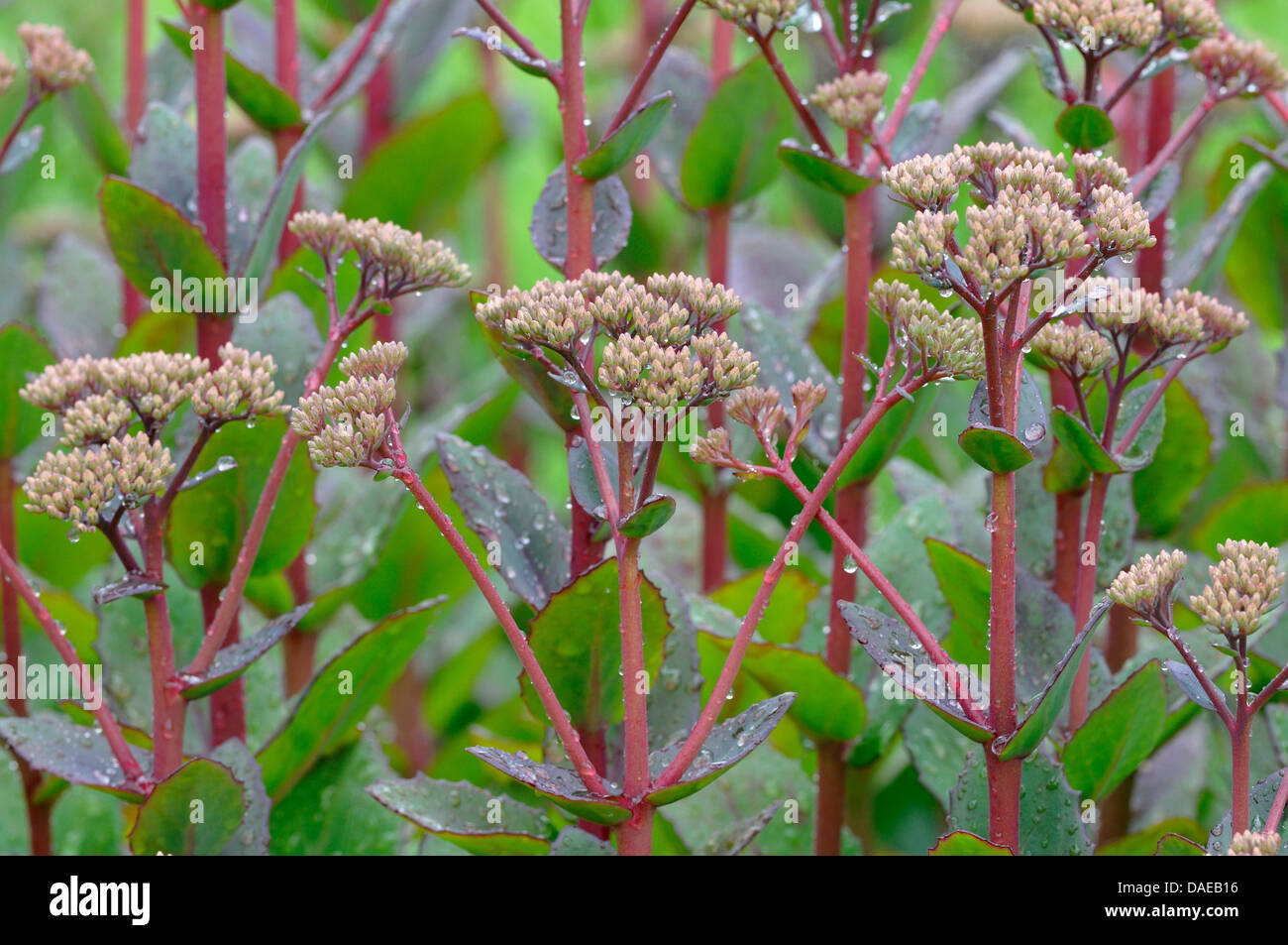 indigen Fetthenne, Garten Fetthenne, Live-forever Fetthenne (Sedum Telephium), mit Regentropfen, Deutschland Stockfoto