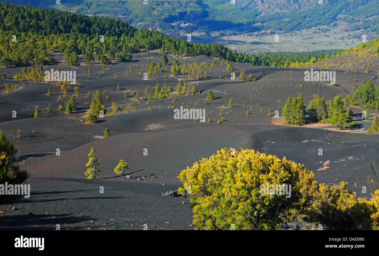Kanarische Kiefer (Pinus Canariensis), Kiefer Nachfolge auf Vulkanasche (Lapillisoil), Kanarische Inseln, La Palma, El Pilar Stockfoto
