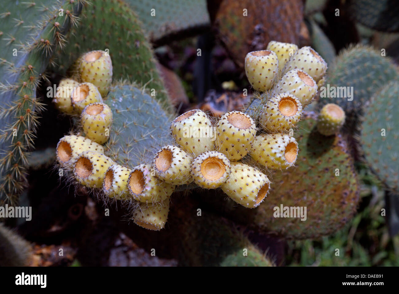 Indische Feigen, Birne Kaktus (Opuntia Ficus-Indica, Opuntia Ficus-Barbarica), mit Früchten, Kanarische Inseln, La Palma Stockfoto