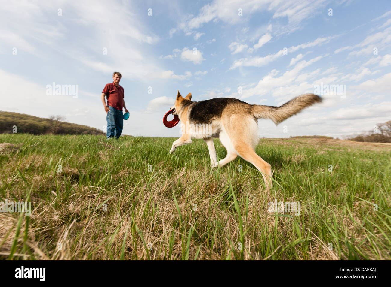 Mann Ausbildung elsässischen Hund mit frisbees Stockfoto