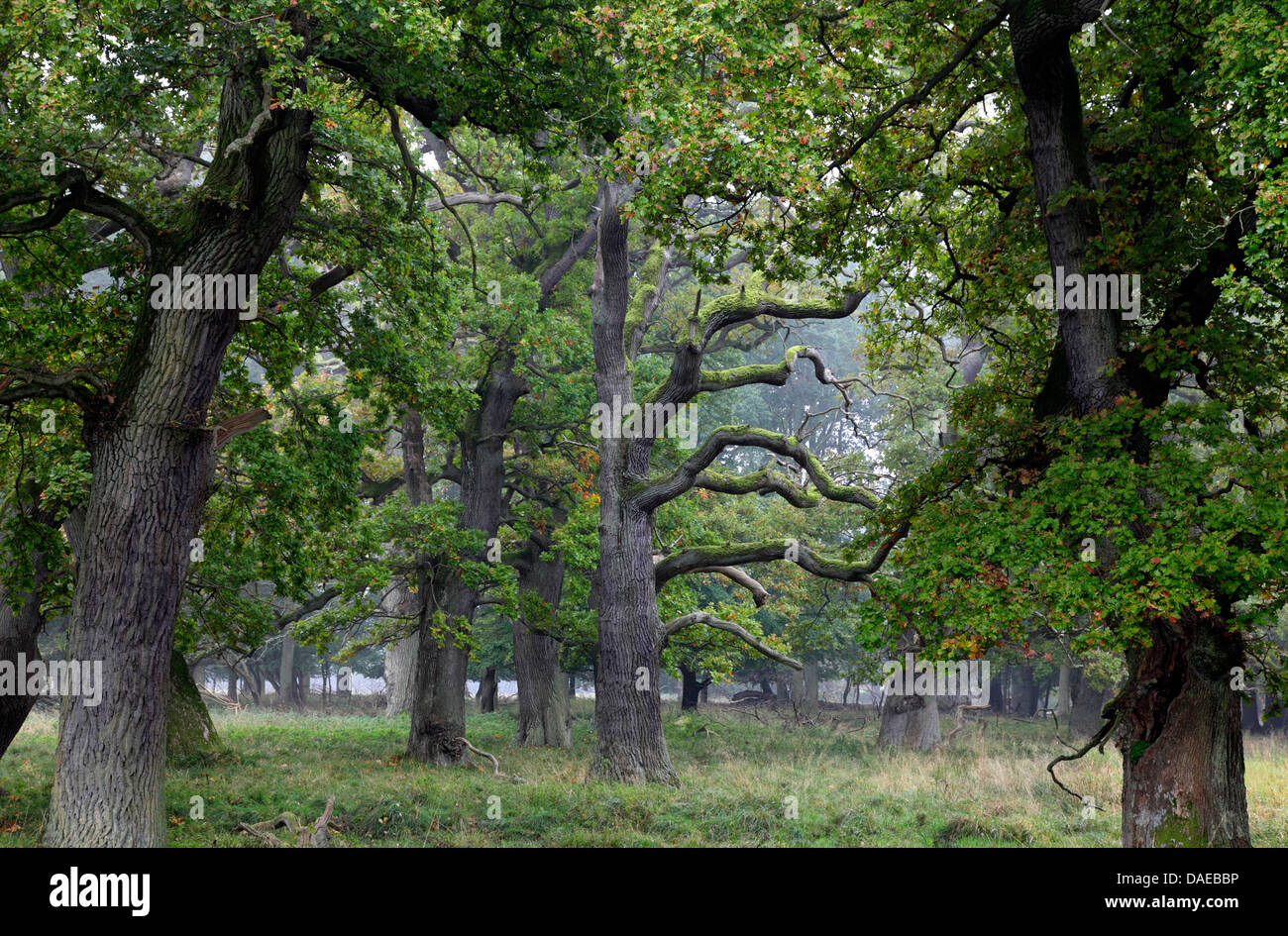 Stieleiche, pedunculate Eiche, Englisch Eiche (Quercus Robur), sehr alte Eichen in Jaegersborg Dyrehave, Dänemark, Kopenhagen Stockfoto