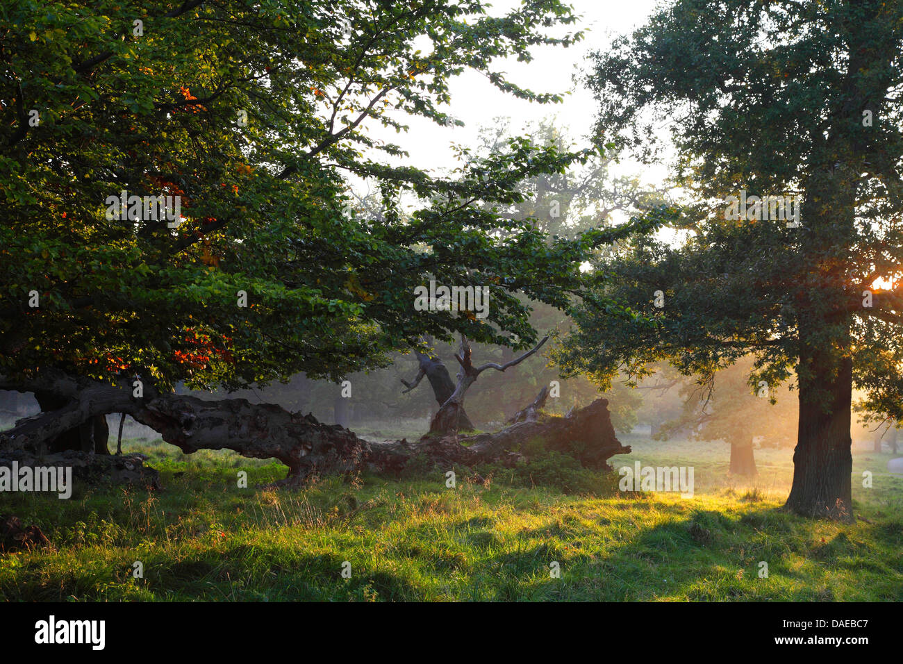 Stieleiche, pedunculate Eiche, Stieleiche (Quercus Robur), sehr alte Eichen in Jaegersborg Dyrehave Abend Licht, Dänemark, Copenhagen Stockfoto