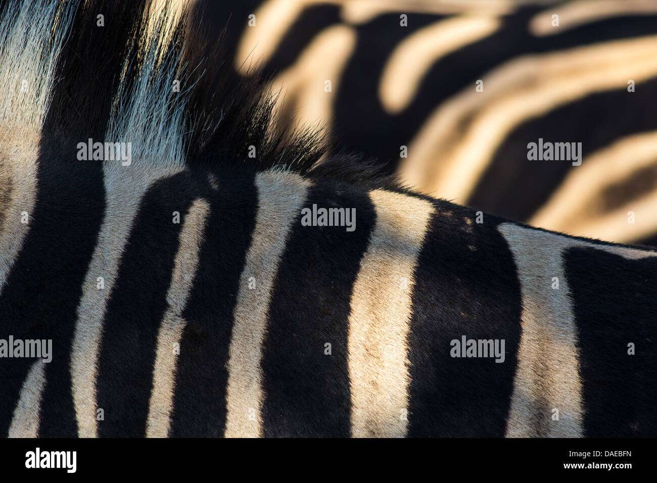 Giraffe schwarz weiss Muster, Nahaufnahme von Vordergrund Zebra mit unscharfen Hintergrund Stockfoto