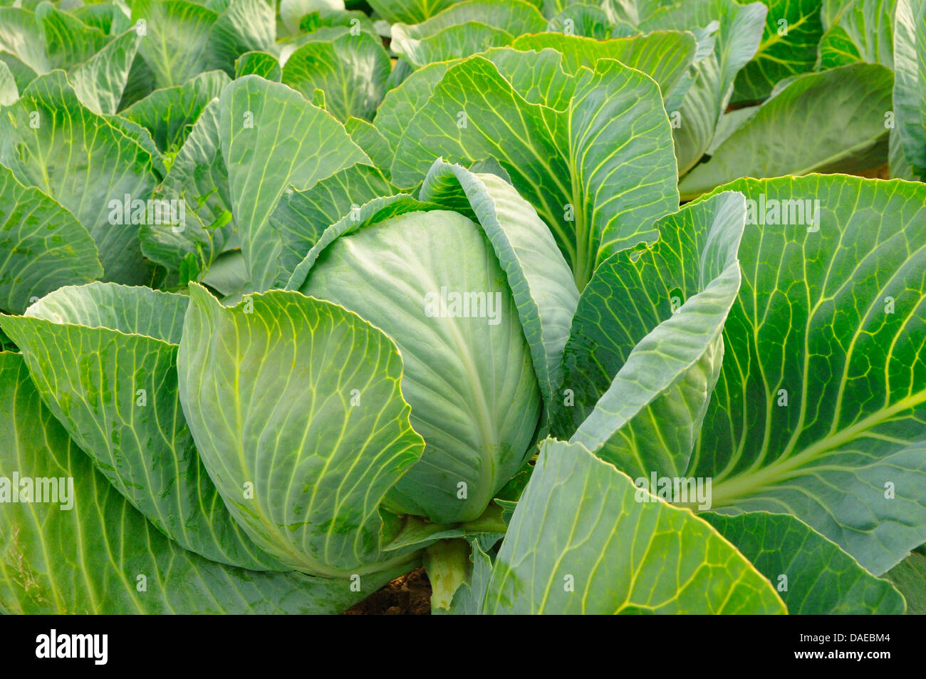 weißer Kohl (Brassica Oleracea var. Capitata F. Alba), frischen Kopf Kohl in einem Feld von Weißkohl Stockfoto