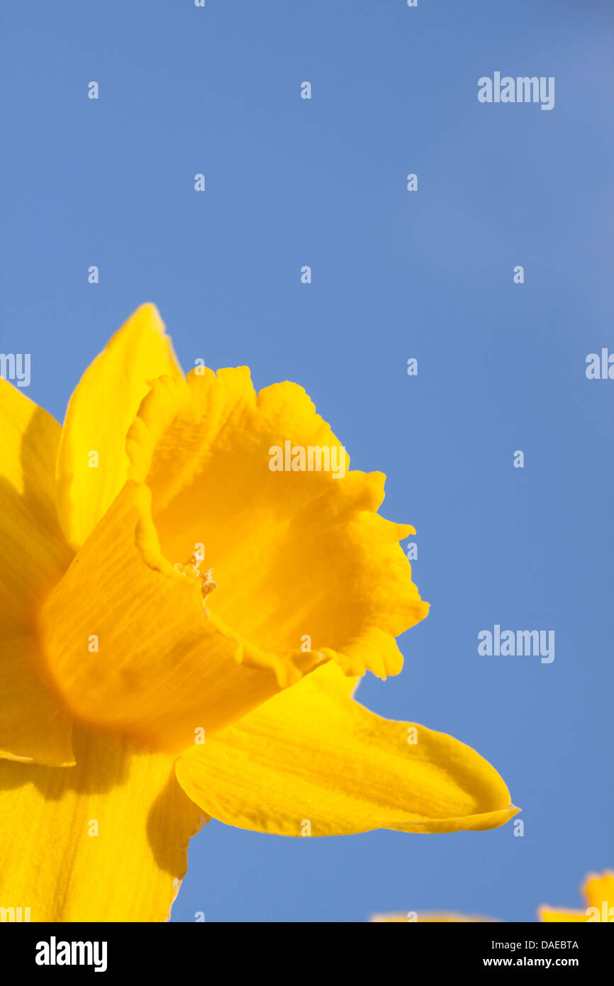 Gelbe Narzisse gegen lebendige blauen Himmel, England, UK Stockfoto