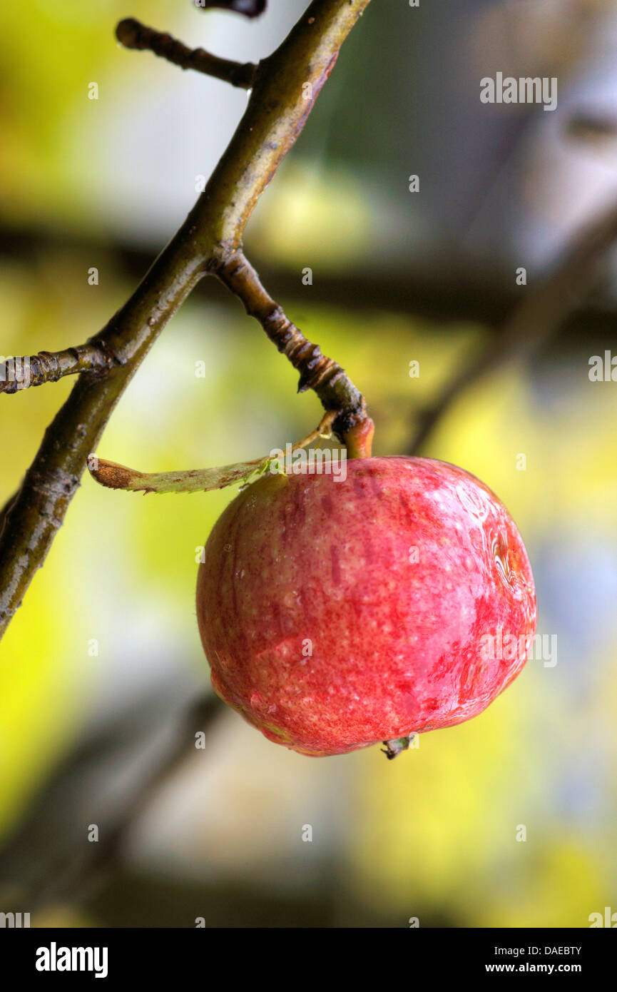 Apfelbaum (Malus Domestica), Zweig mit Früchten, Oberbayern, Oberbayern, Bayern, Deutschland Stockfoto