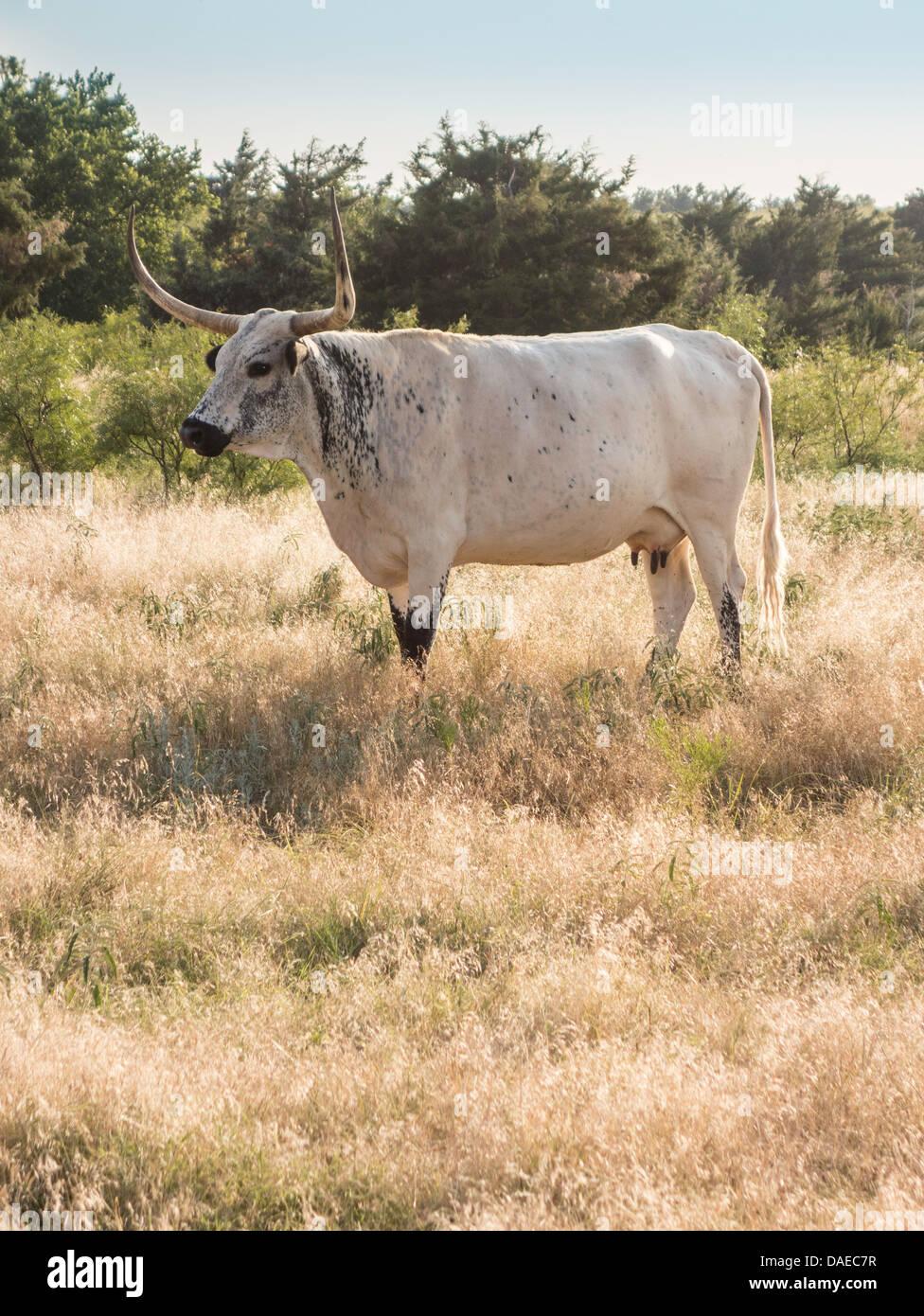 Eine einzelne weiße Longhorn Kuh, Bos, in einem ländlichen Oklahoma Weide. USA. Stockfoto