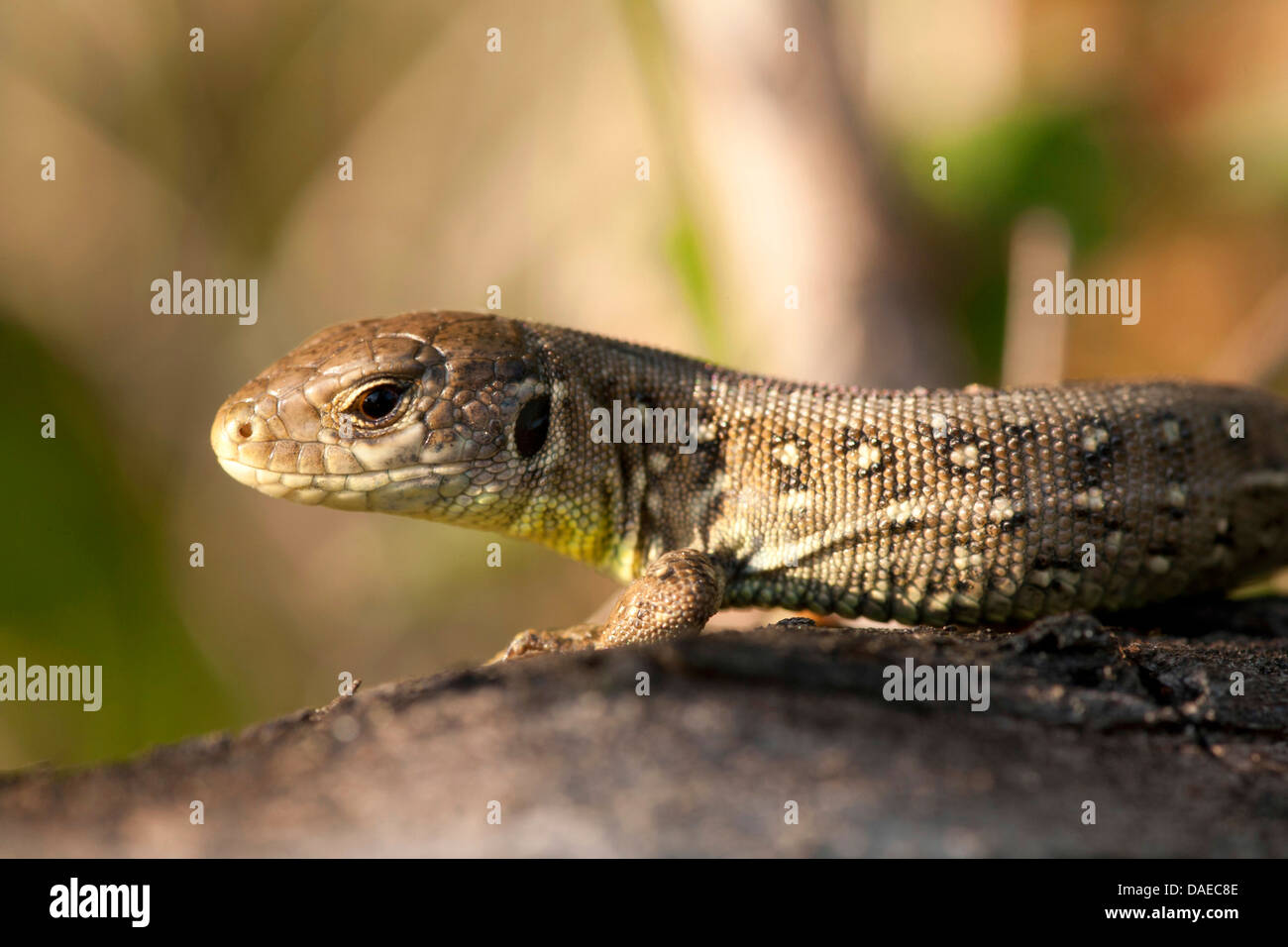 Zauneidechse (Lacerta Agilis), liegend auf einem Stein, Sonnenbaden, Deutschland, Thüringen Stockfoto