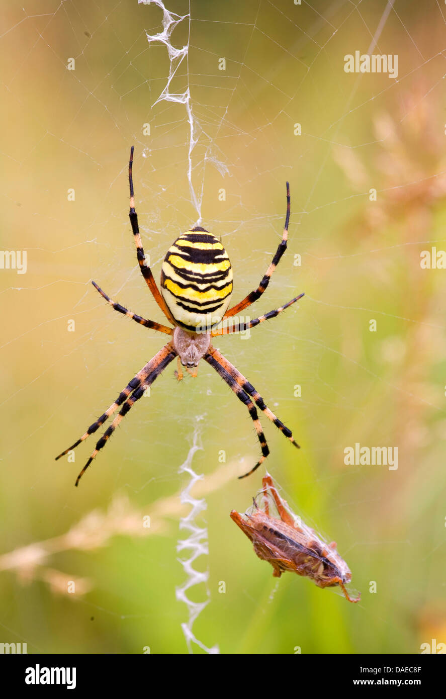 schwarz-gelbe Argiope, schwarz und gelb Kreuzspinne (Argiope Bruennichi), Wespe Spinne mit Grasshopper Beute, Deutschland, Thüringen Stockfoto