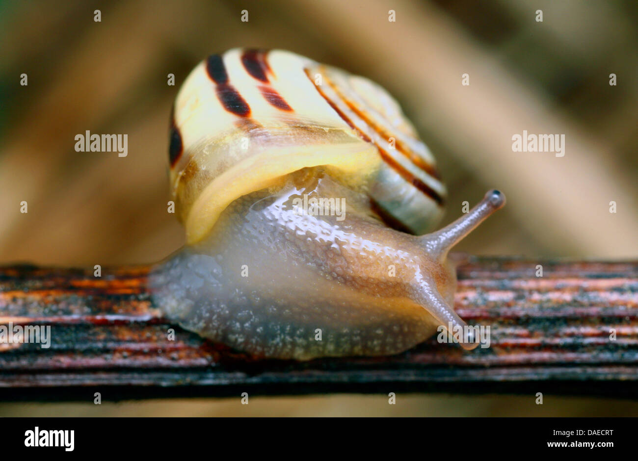Horizontale schnecken mollusca Fotos und Bildmaterial in hoher