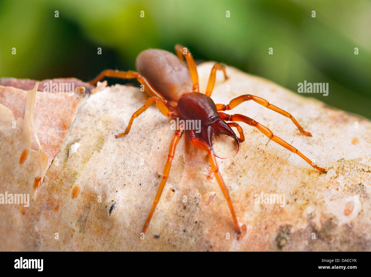 Assel Spider (Dysdera Crocata, Dysdera Rubicunda), sitzen auf Rinde, Deutschland, Thüringen Stockfoto