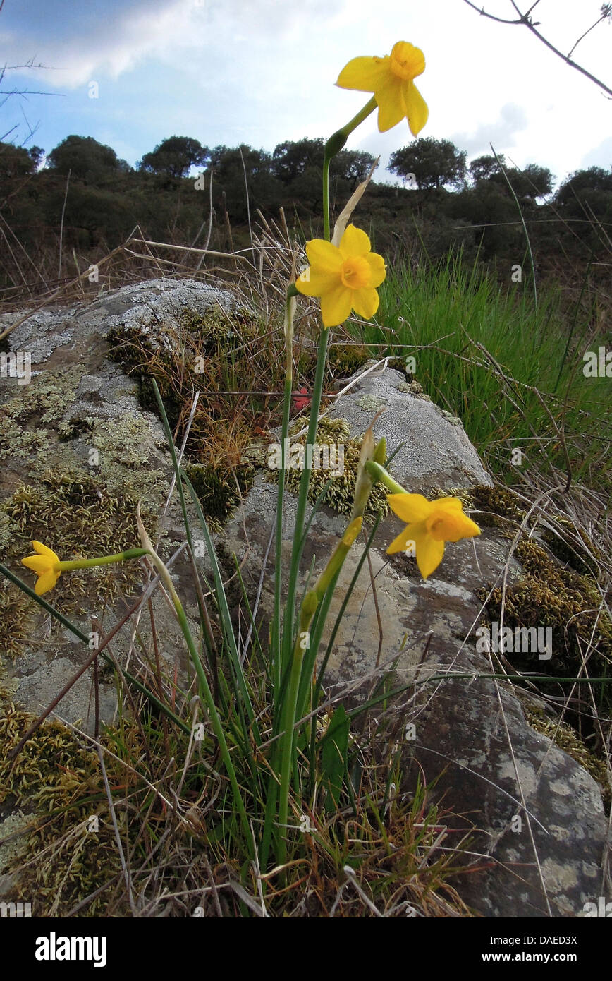 Jonquil (Narcissus Jonquilla), blühen am Rio Almonte, Spanien, Extremadura Stockfoto