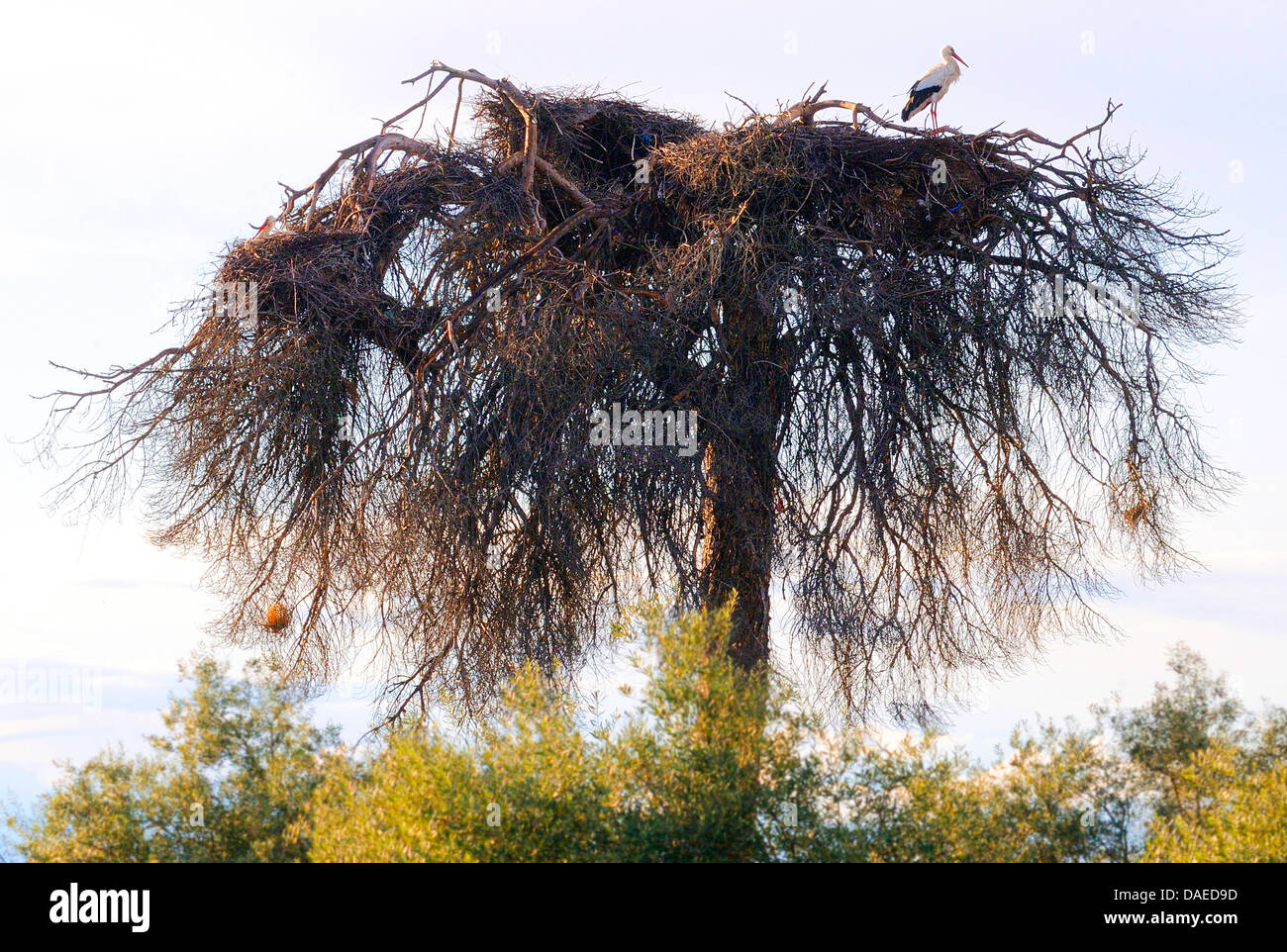 Weißstorch (Ciconia Ciconia), weiße Storch in sein Nest auf einer toten Kiefer, Spanien, Extremadura Stockfoto