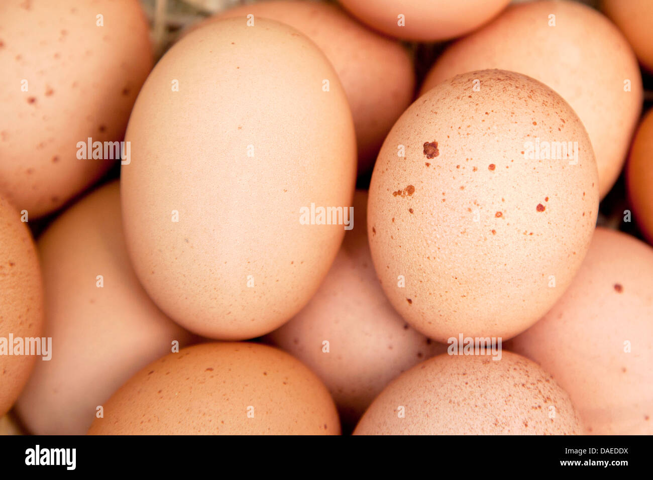 Braunen Eiern, Nahaufnahme Stockfoto
