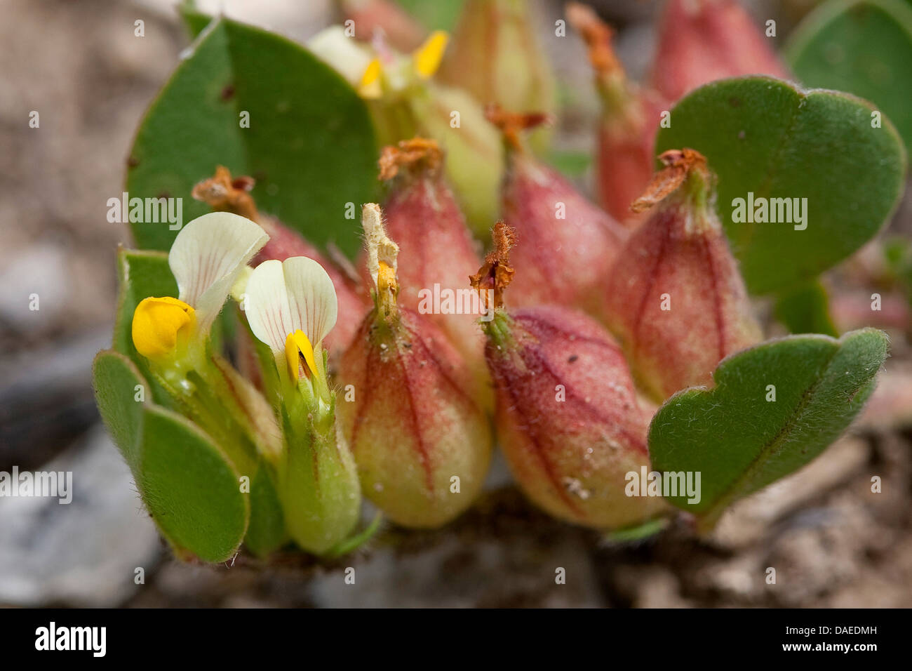 Blase Wicke (Tripodium Tetraphyllum, Tripodiom Tetraphyllum, Anthyllis Tetraphylla, Physanthyllis Tetraphylla), blühen, Italien Stockfoto