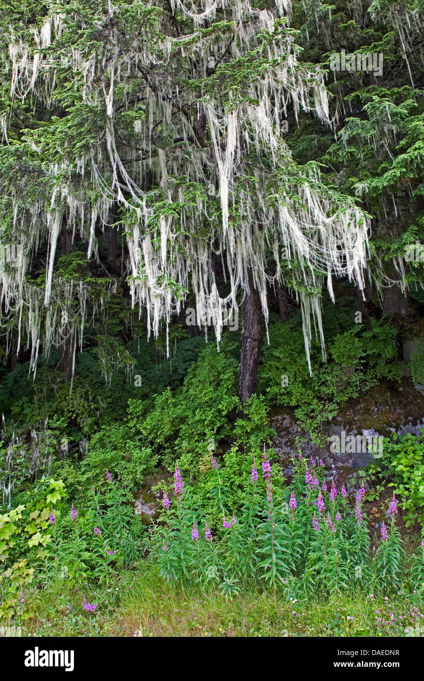 Westliche Hemlocktanne (Tsuga Heterophylla), mit Bart Flechten, Usnea Longissima und Weidenröschen, Epilobium Angustifolium, Kanada, British Columbia, Tongass National Forest Stockfoto Westliche Hemlocktanne (Tsuga Heterophylla), mit Bart Flechten, Usnea Longissima und Weidenröschen, Epilobium Angustifolium, Kanada, British Columbia, Tongass National Forest Stockfoto