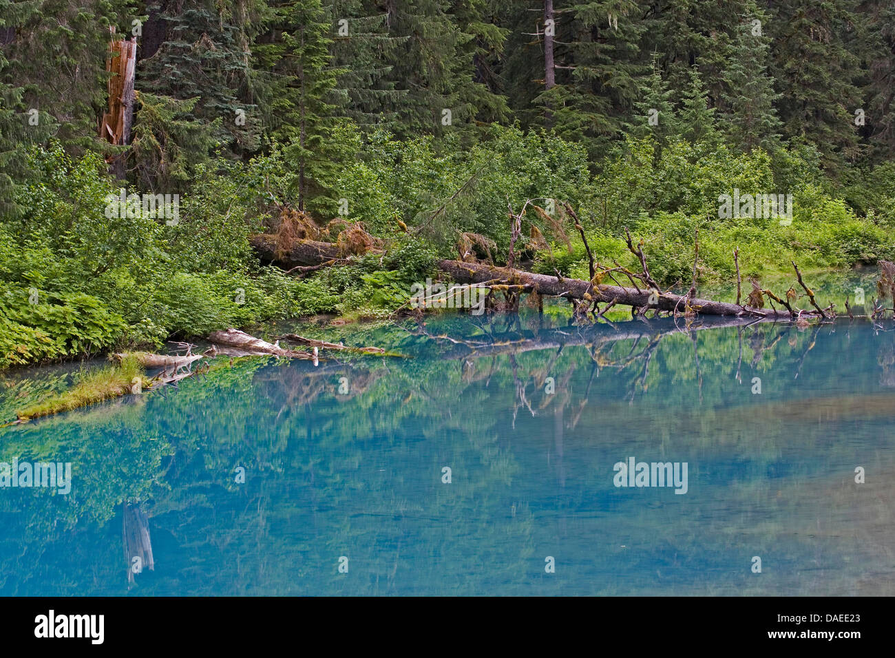 Blaue Lagune an der Fish Creek, USA, Alaska, Tongass National Forest, Hyder Stockfoto