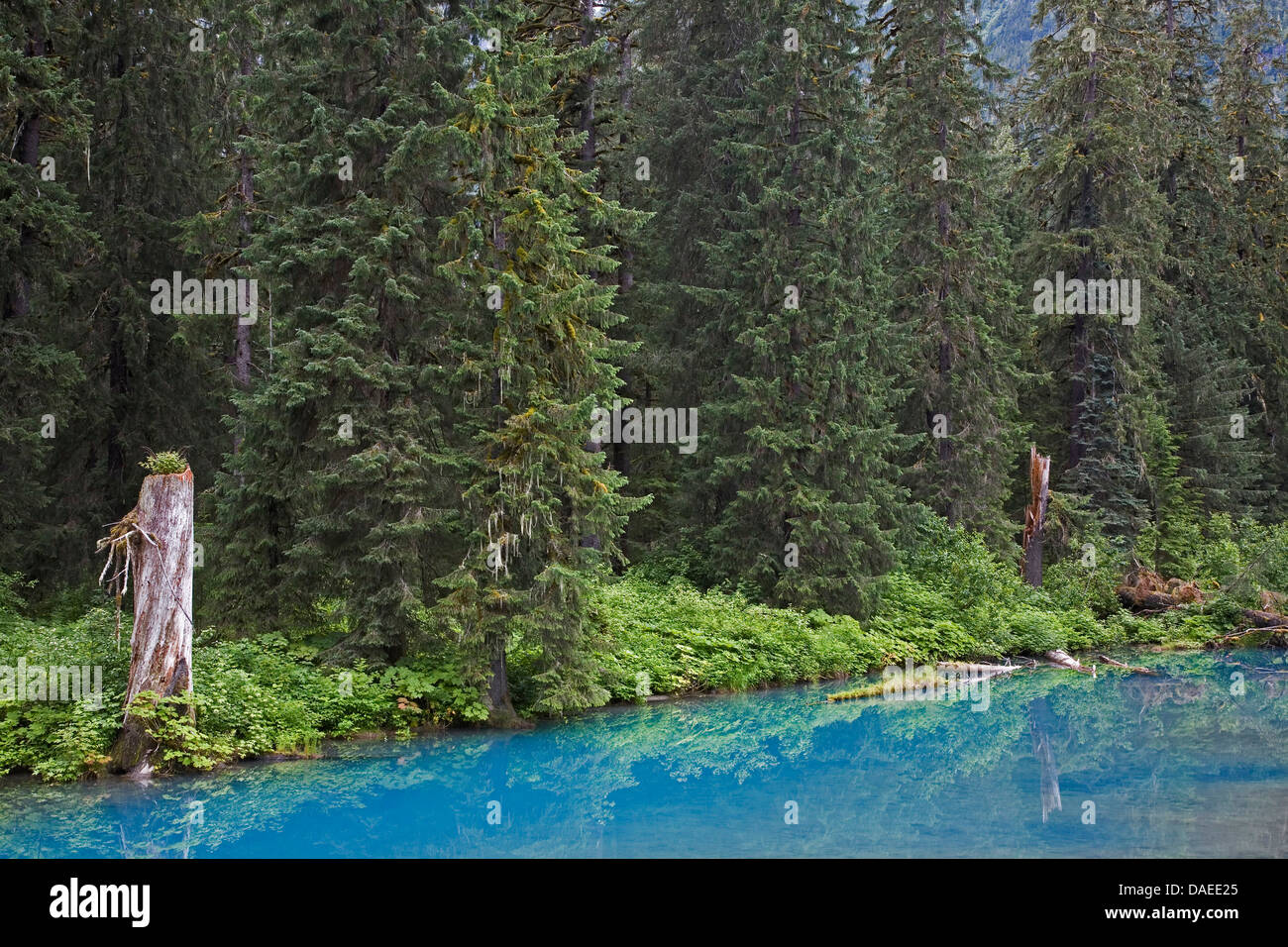 Berg-Hemlocktanne (Tsuga Mertensiana), Blue Lagoon am Fish Creek, USA, Alaska, Tongass National Forest, Hyder Stockfoto