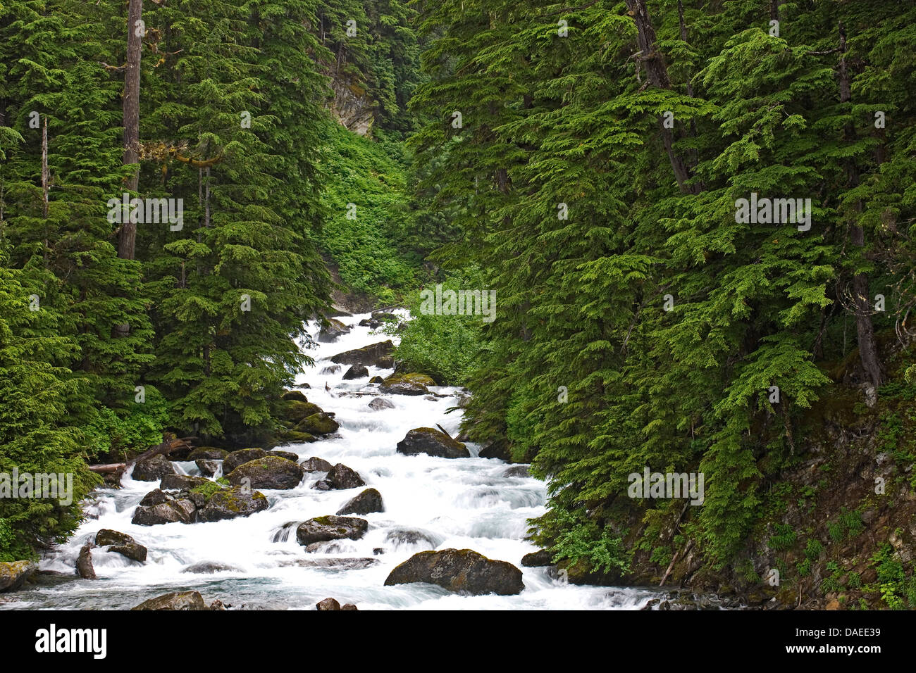 Westliche Hemlocktanne (Tsuga Heterophylla), Fish Creek, USA, Alaska Juneau Stockfoto