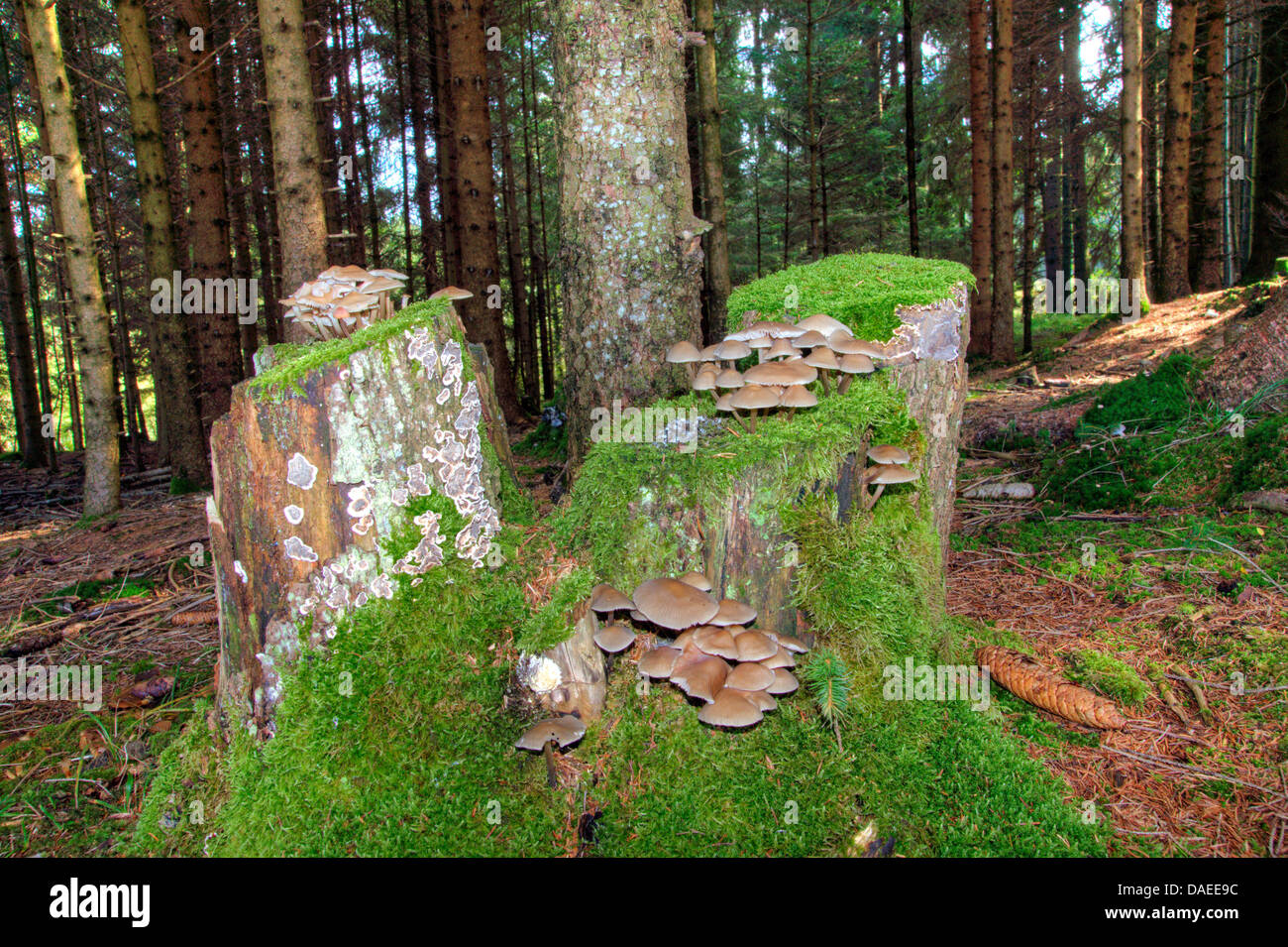 Baum Haken mit Pilzen, Oberbayern, Oberbayern, Bayern, Deutschland Stockfoto