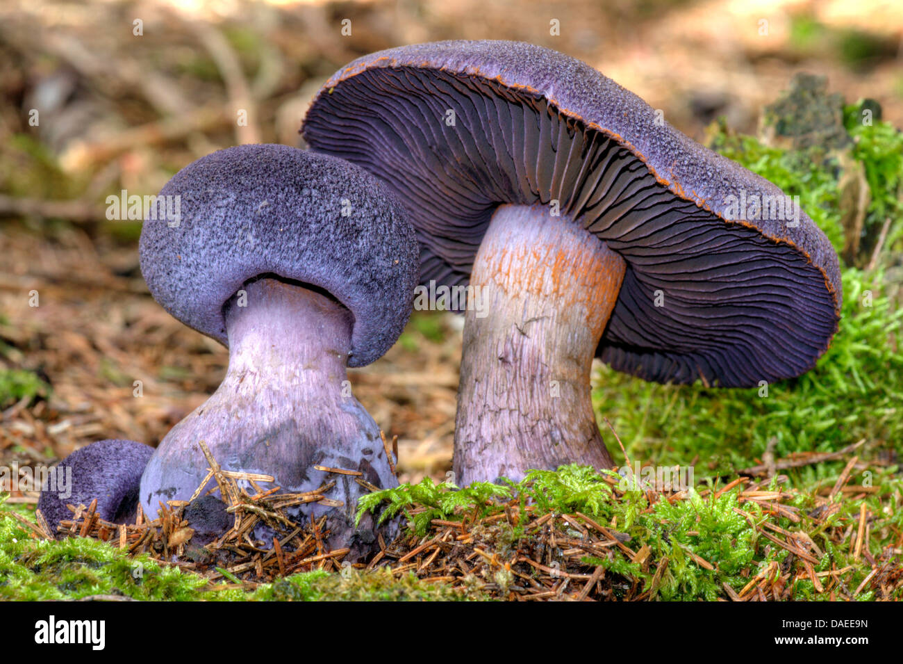 violette Raukopfes (Cortinarius Violaceus), auf Moos, Oberbayern, Oberbayern, Bayern, Deutschland Stockfoto