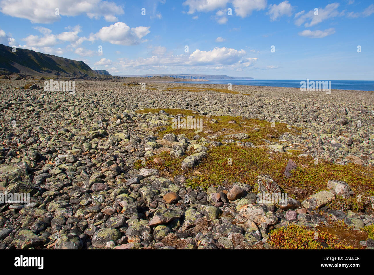 Felsbrocken bedeckt mit Flechten an der Küste Norwegens, Varanger-Halbinsel, Lappland Stockfoto