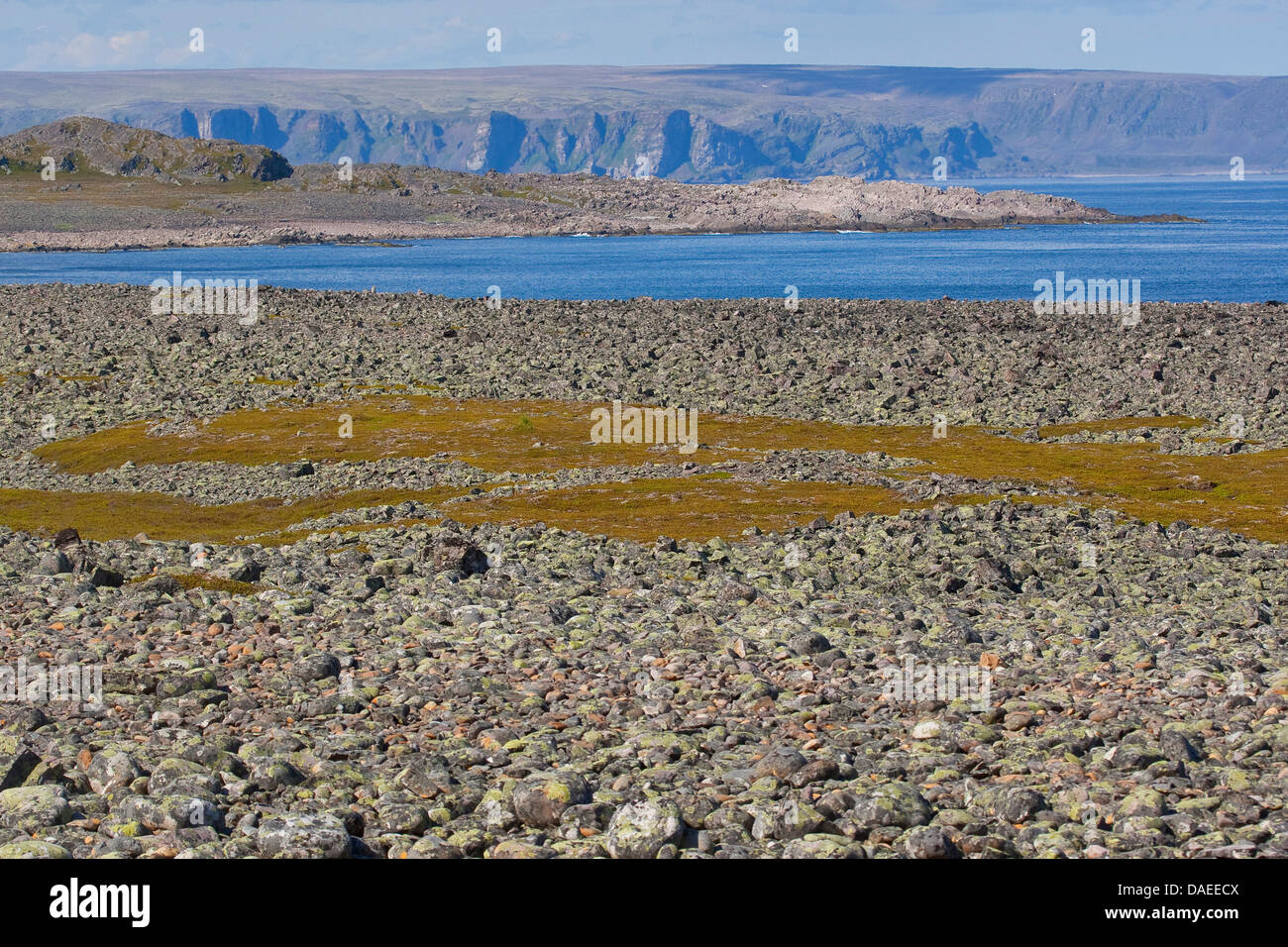 Felsbrocken bedeckt mit Flechten an der Küste Norwegens, Varanger-Halbinsel, Lappland Stockfoto