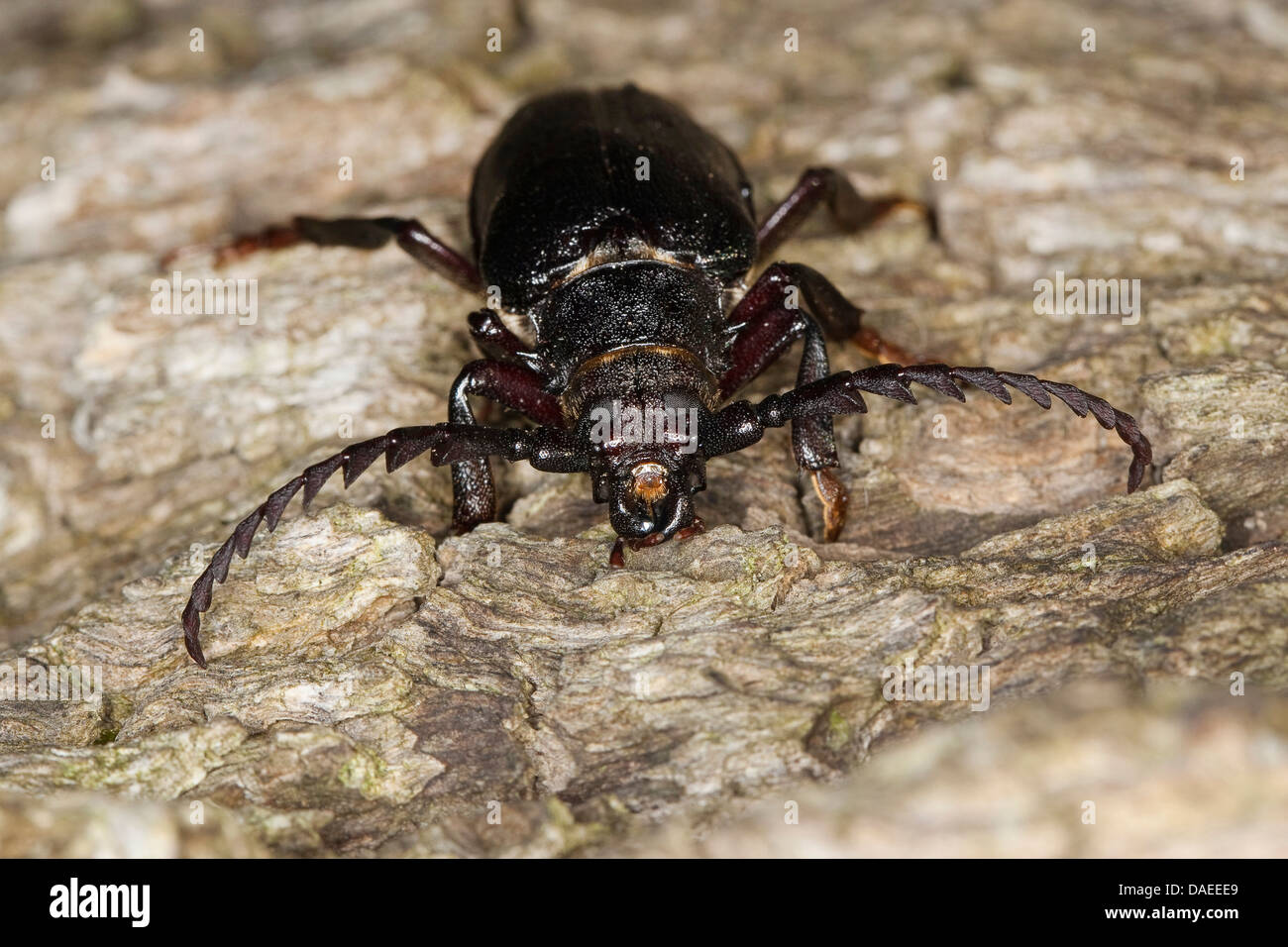 Prionus Longhorn Beetle, größere britische Longhorn, der Gerber, Sawyer (Prionus Coriarius), Männchen mit typischen Antennen, Deutschland Stockfoto