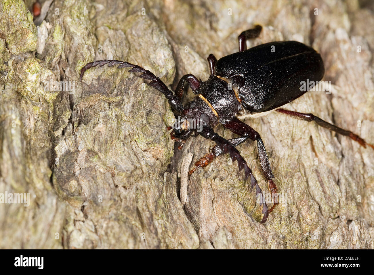 Prionus Longhorn Beetle, größere britische Longhorn, der Gerber, Sawyer (Prionus Coriarius), Männchen mit typischen Antennen, Deutschland Stockfoto