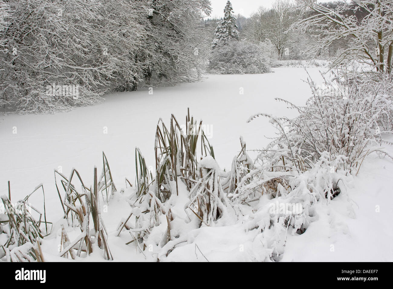 Gefrorener teich im wald im winter Fotos und Bildmaterial in hoher