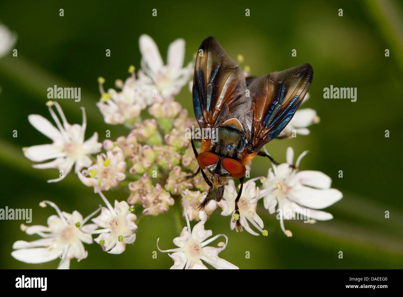 Parasit-Fliege (Phasia Hemiptera, Alophora Hemiptera), Männlich, sitzt auf einem Doldengewächse, Deutschland Stockfoto
