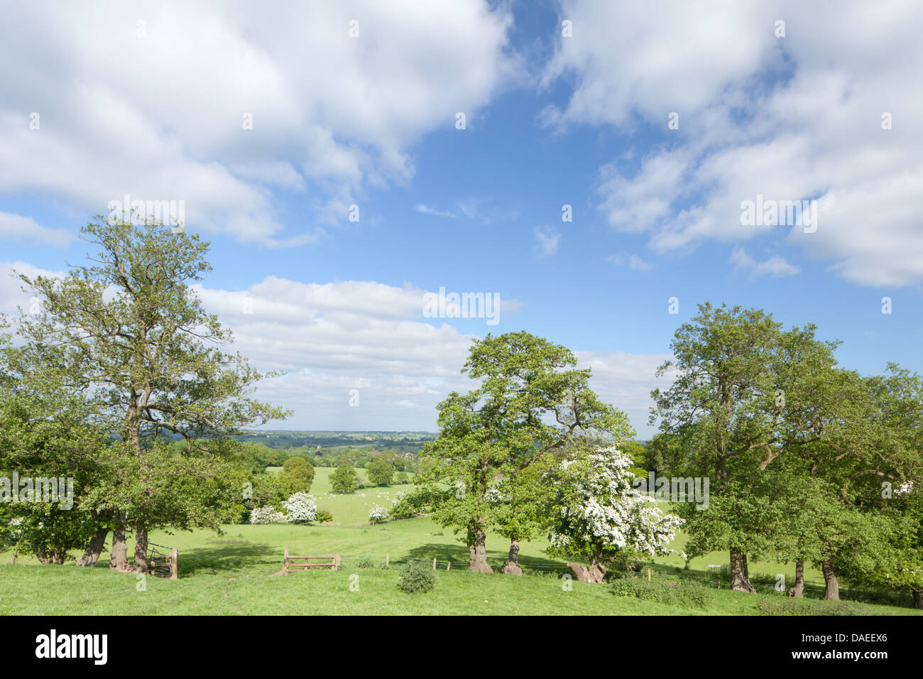 Frühling in der englischen Landschaft mit Blüten und blauen Himmel, Worcestershire, England, UK Stockfoto