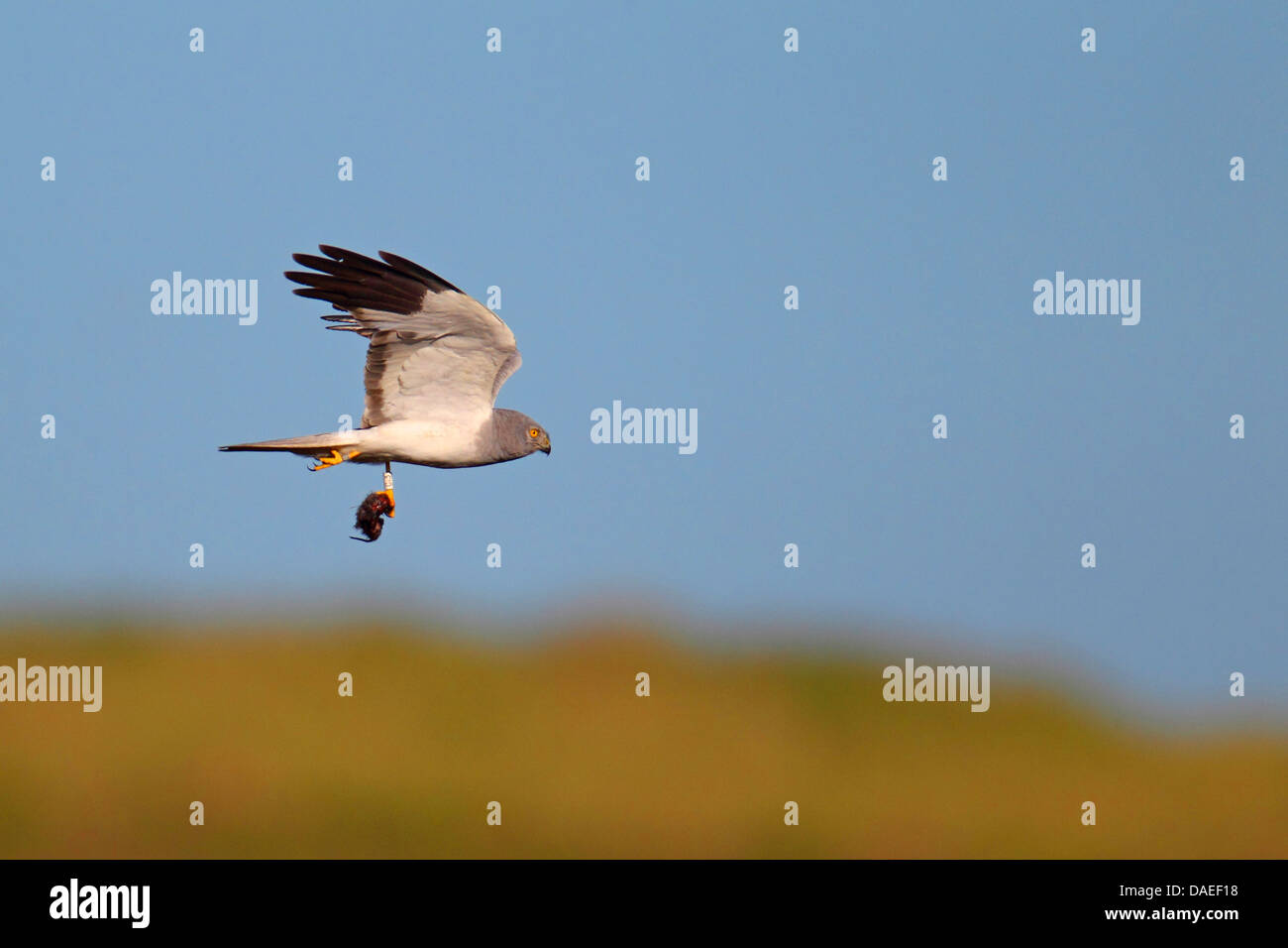 Kornweihe (Circus Cyaneus), männliche fliegen mit Beute, Niederlande, Texel Stockfoto