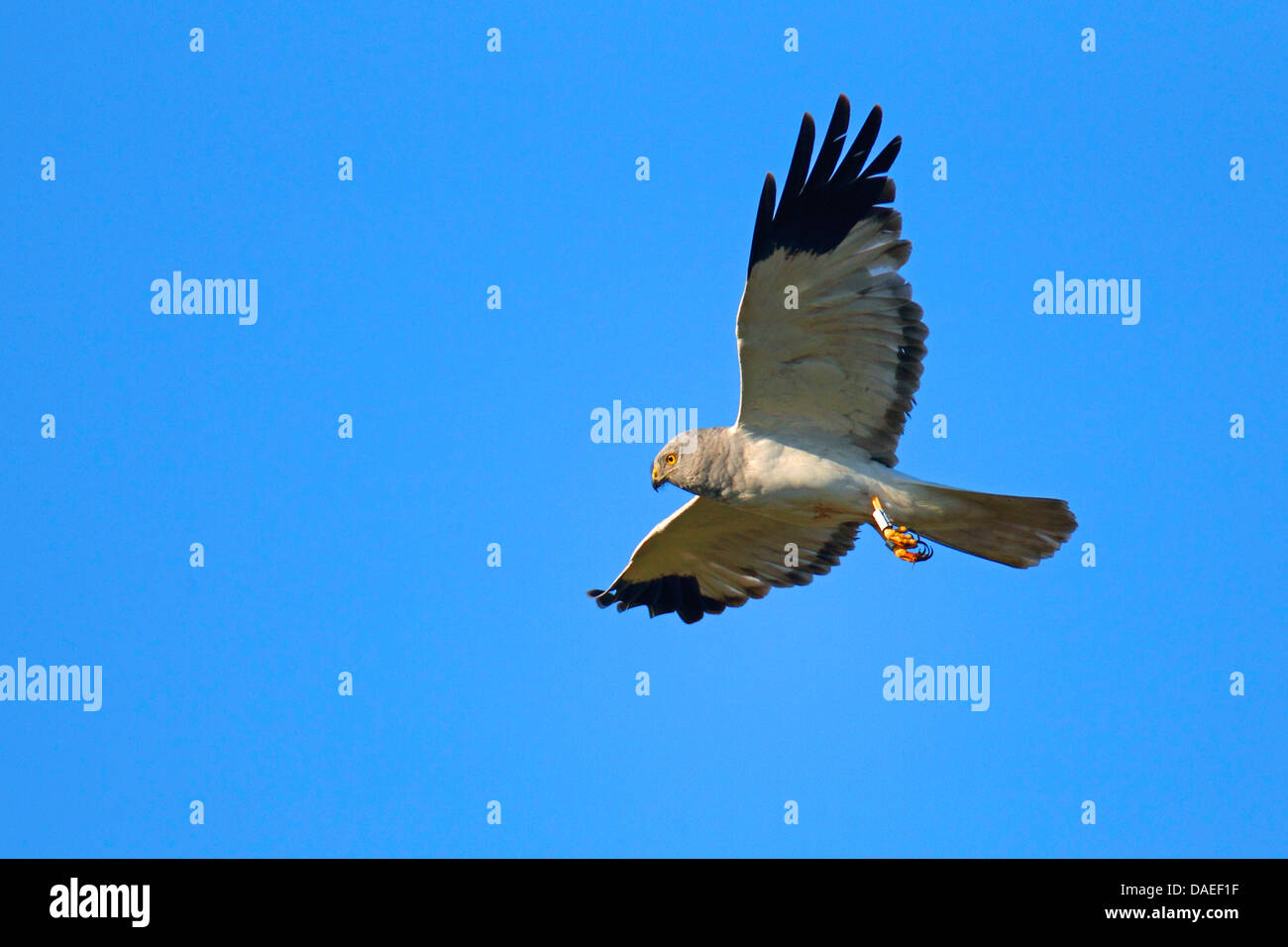 Kornweihe (Circus Cyaneus), Männlich, fliegen, Niederlande, Texel Stockfoto