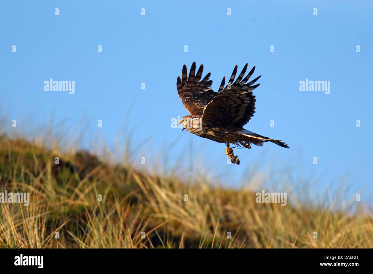 Kornweihe (Circus Cyaneus), Weiblich, fliegen, mit Beute, mit der Aufforderung, Niederlande, Texel Stockfoto