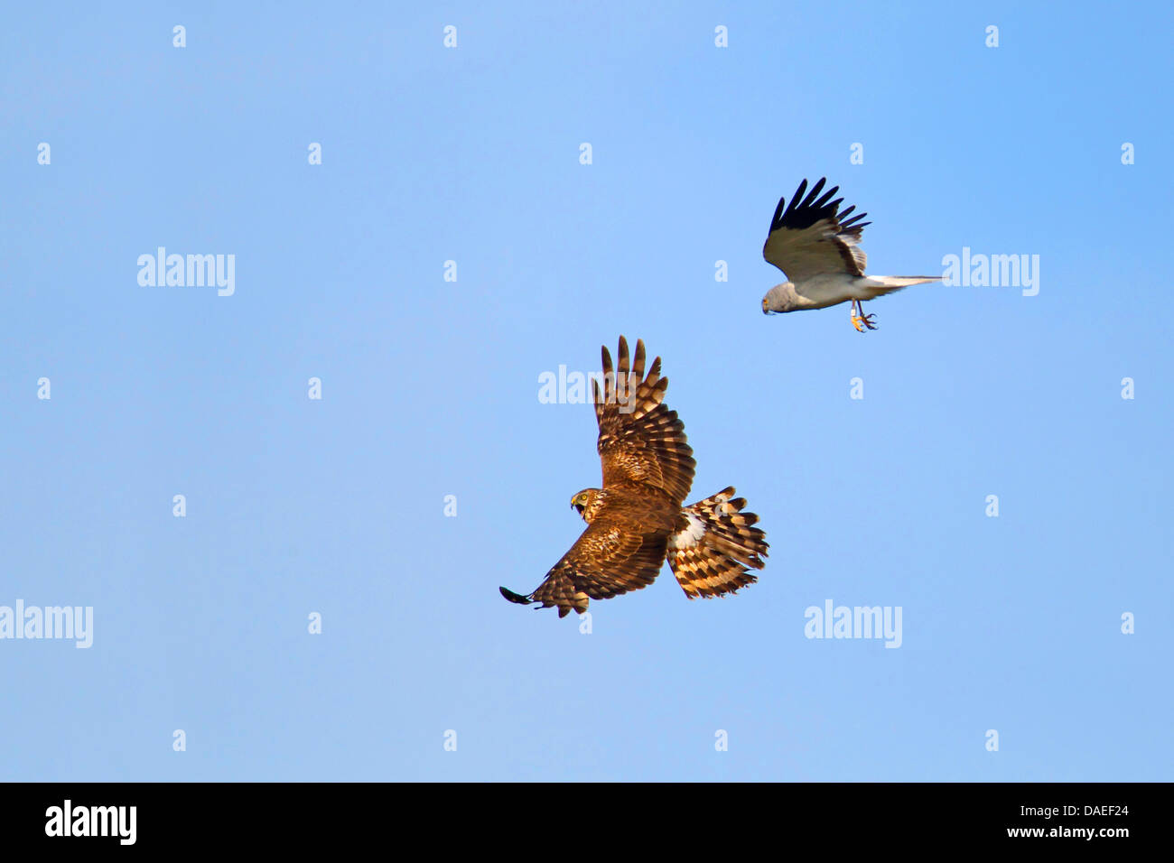 Kornweihe (Circus Cyaneus), paar fliegen, nachdem männlich, Weiblich, Niederlande, Texel Beute gegeben hat Stockfoto